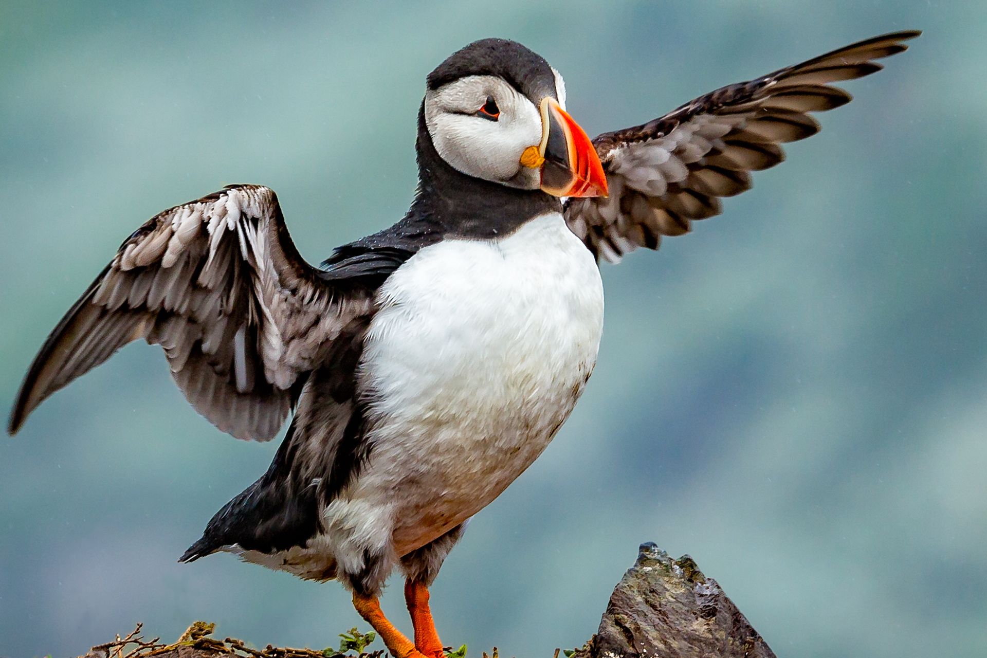 Close up of single Atlantic Puffin flapping wings on a rock