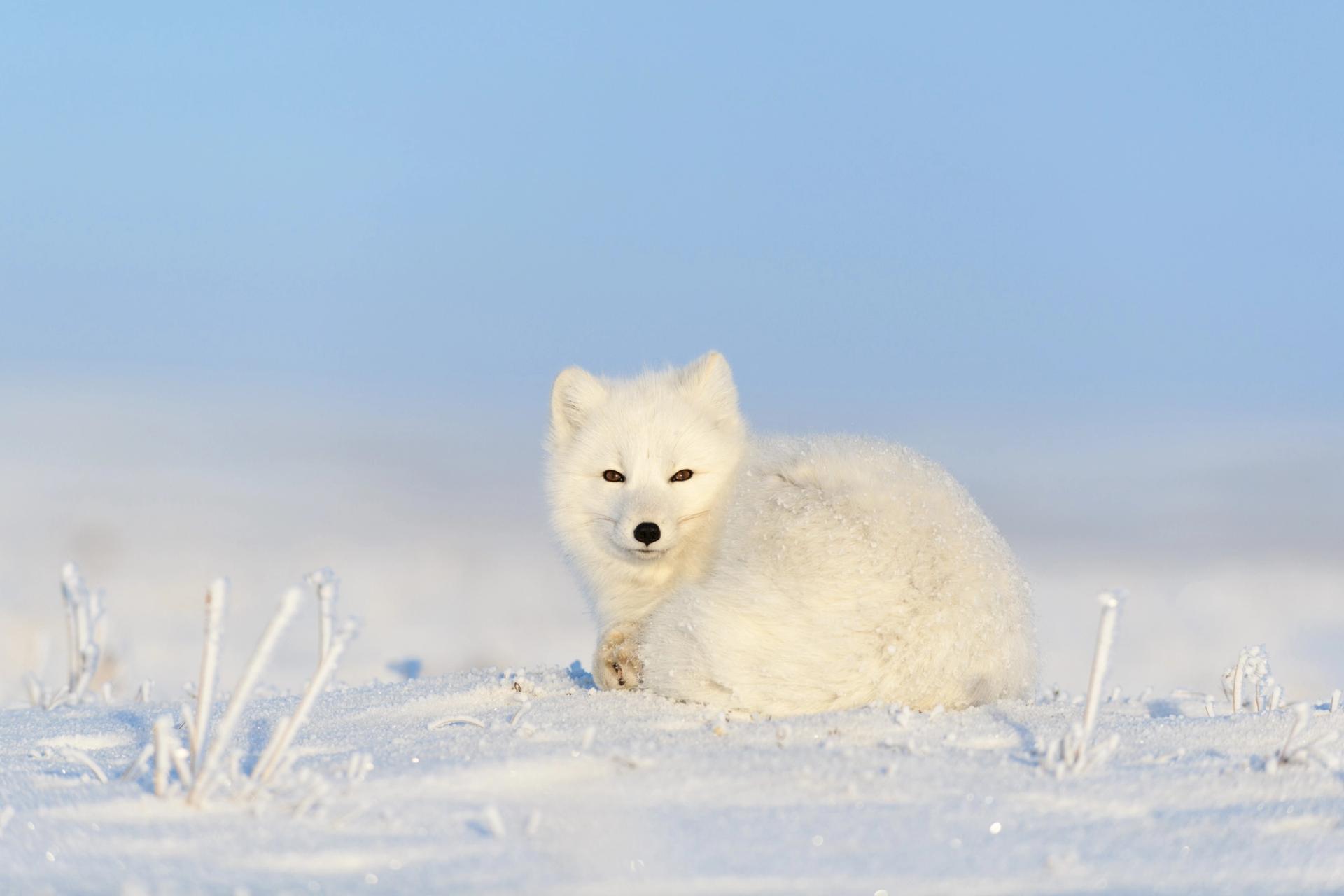 Arctic Fox in Iceland 