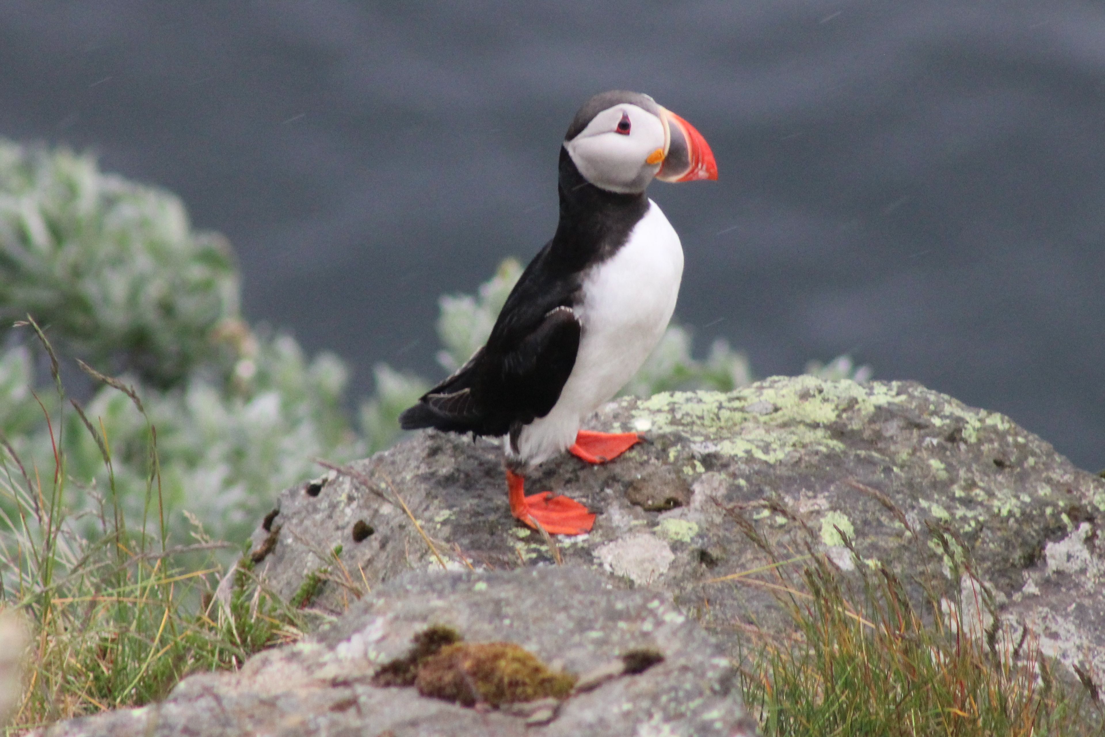 Single puffin on a rock overlooking the ocean on Tjörnes peninsula, North of Iceland