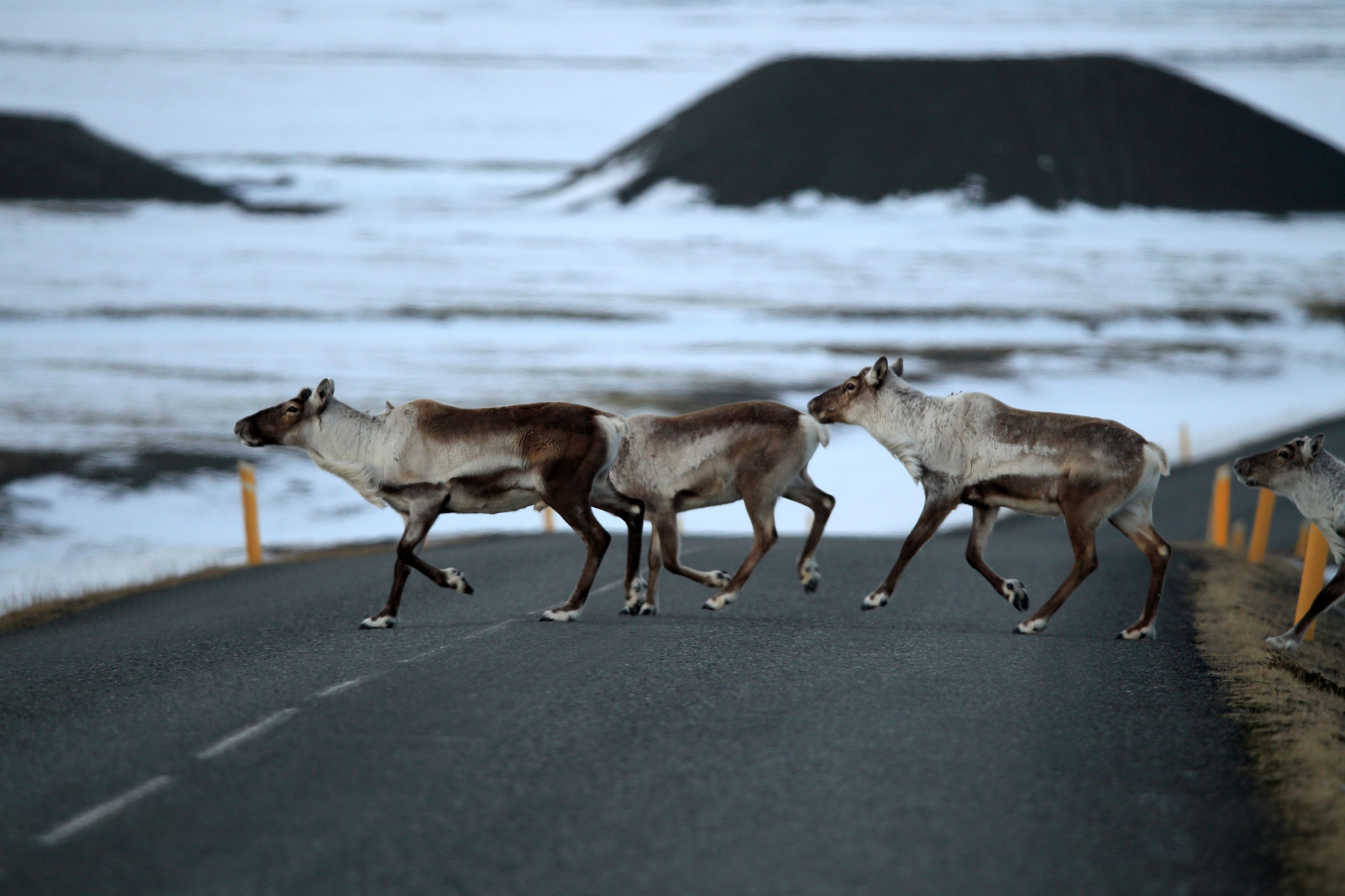 Reindeers crossing the road in Iceland