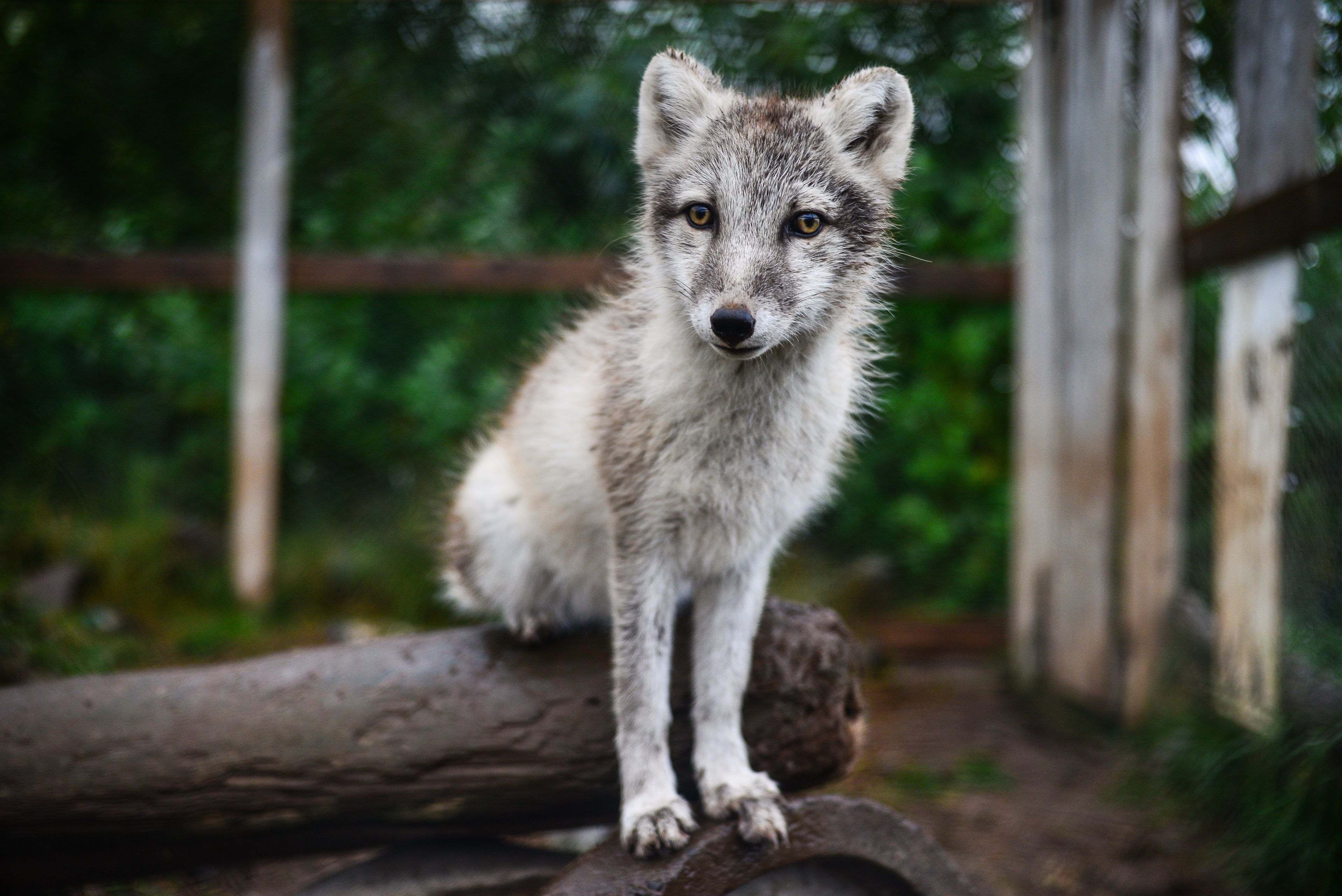 Zorro ártico huérfano en el Arctic Fox Center de Súðavík