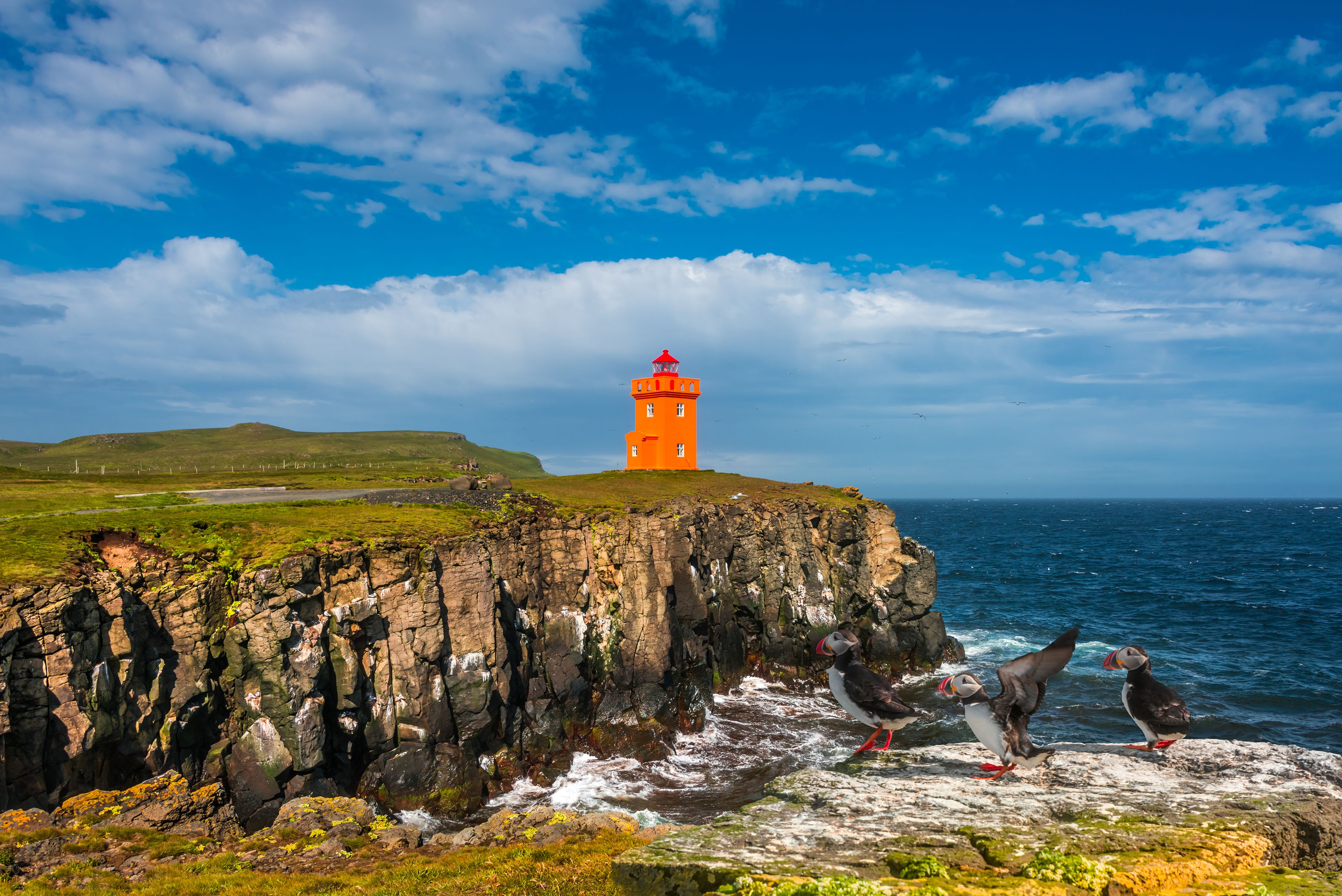 North Atlantic puffins sitting in front of orange lighthouse in Iceland, sunny day, closeup