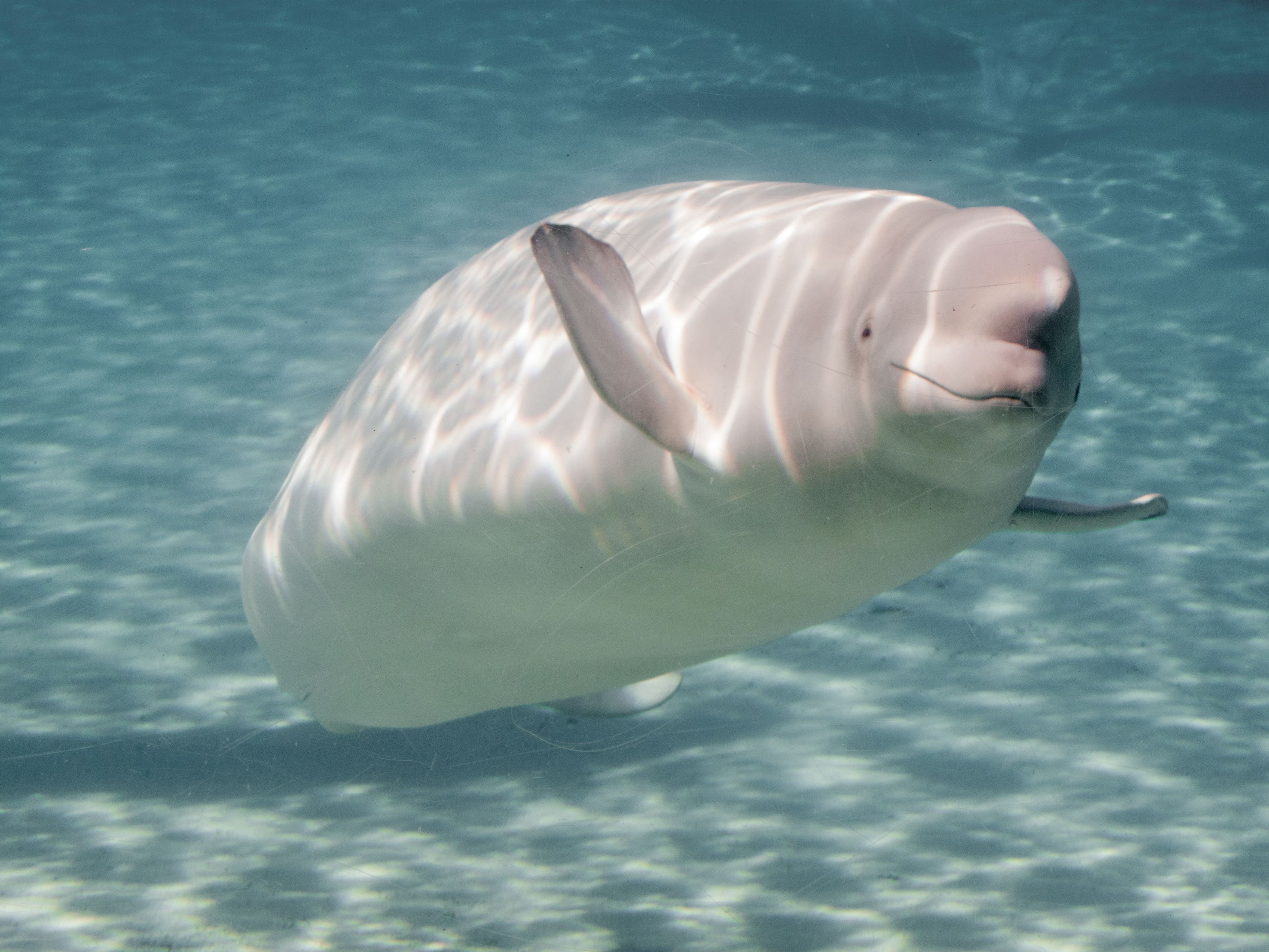 Beluga Whale under water