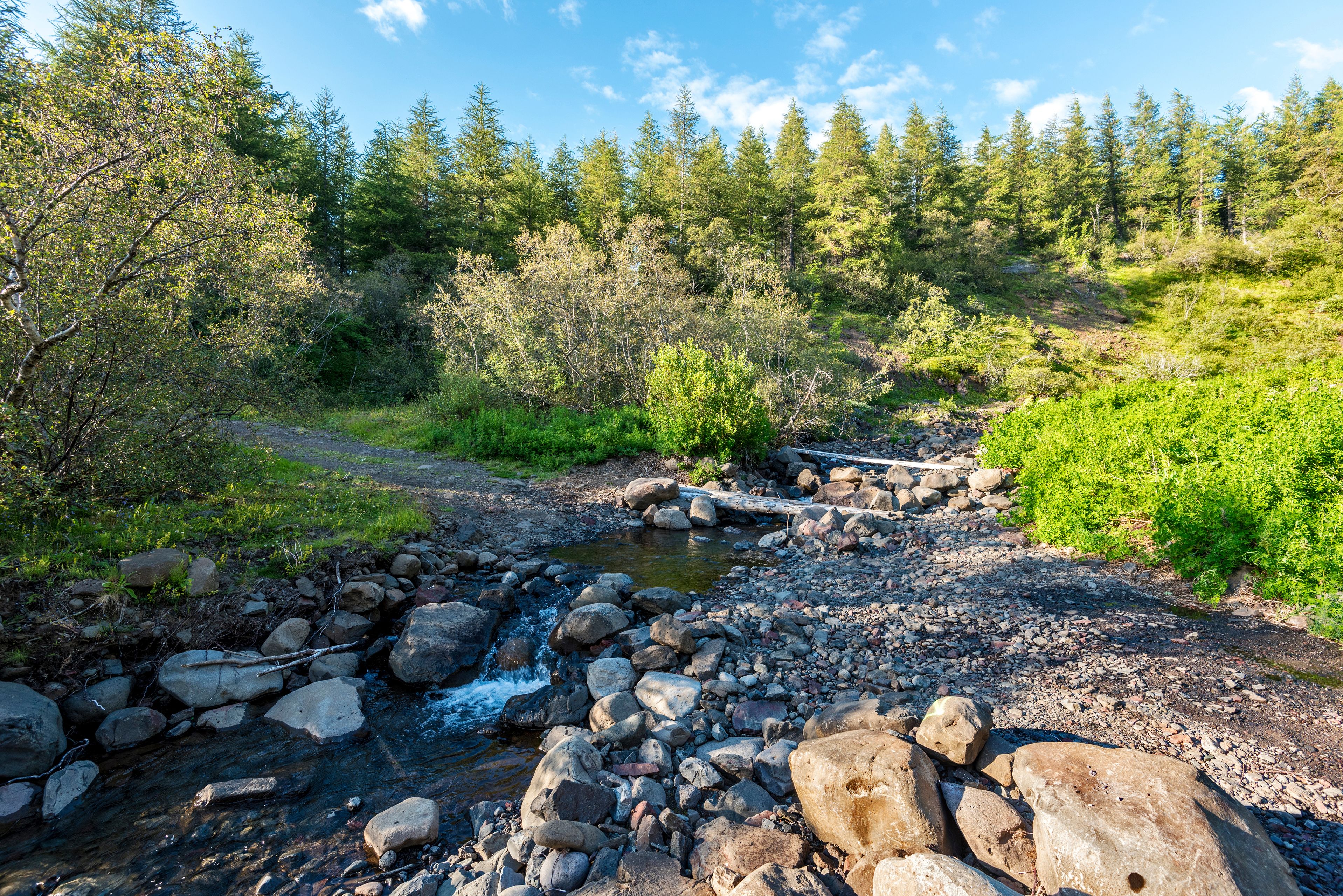 Hiking trial crossing Stadara water stream in Hallormsstadaskogur National forest in Eastern Iceland.