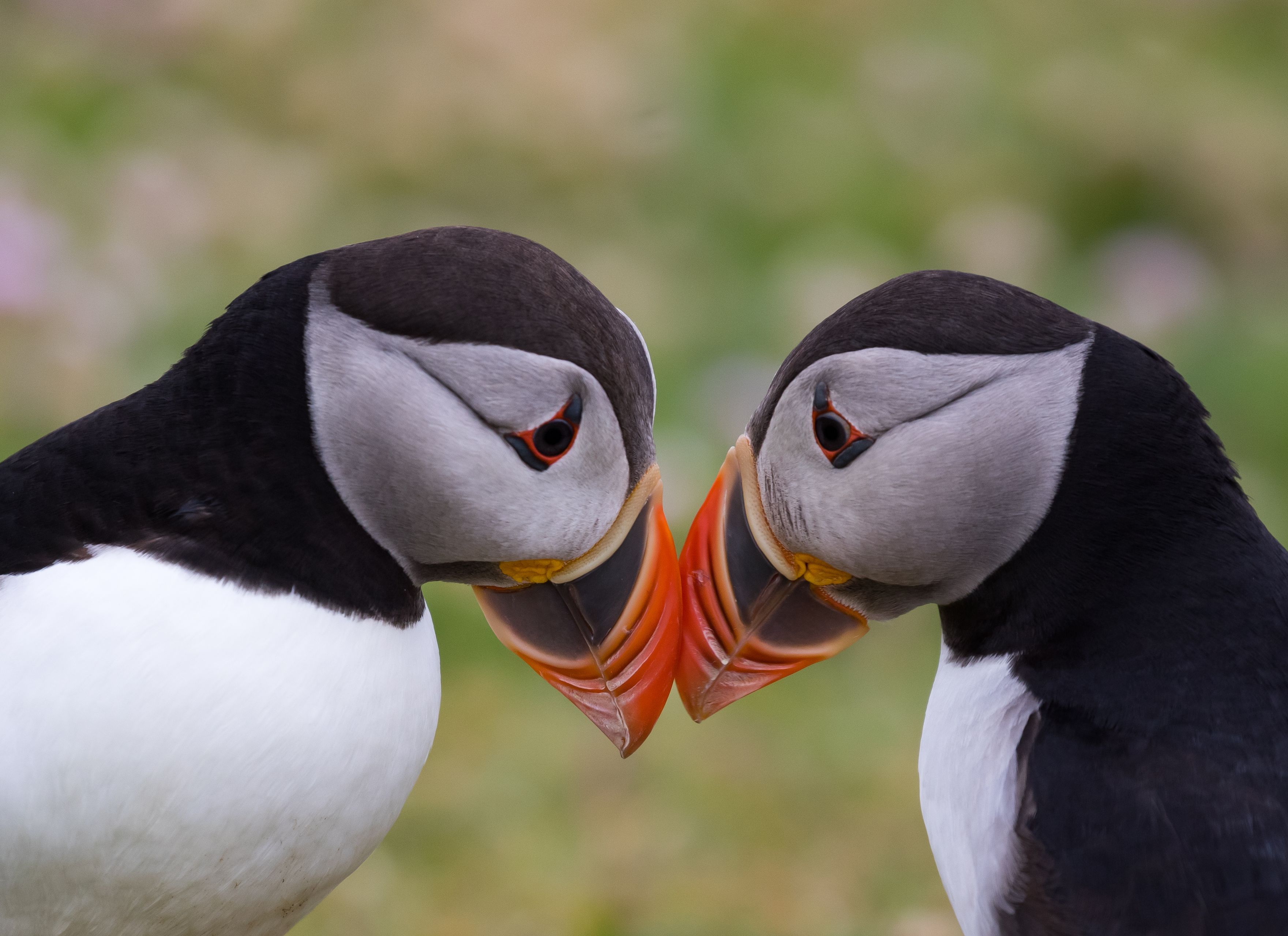 Puffins in iceland during October