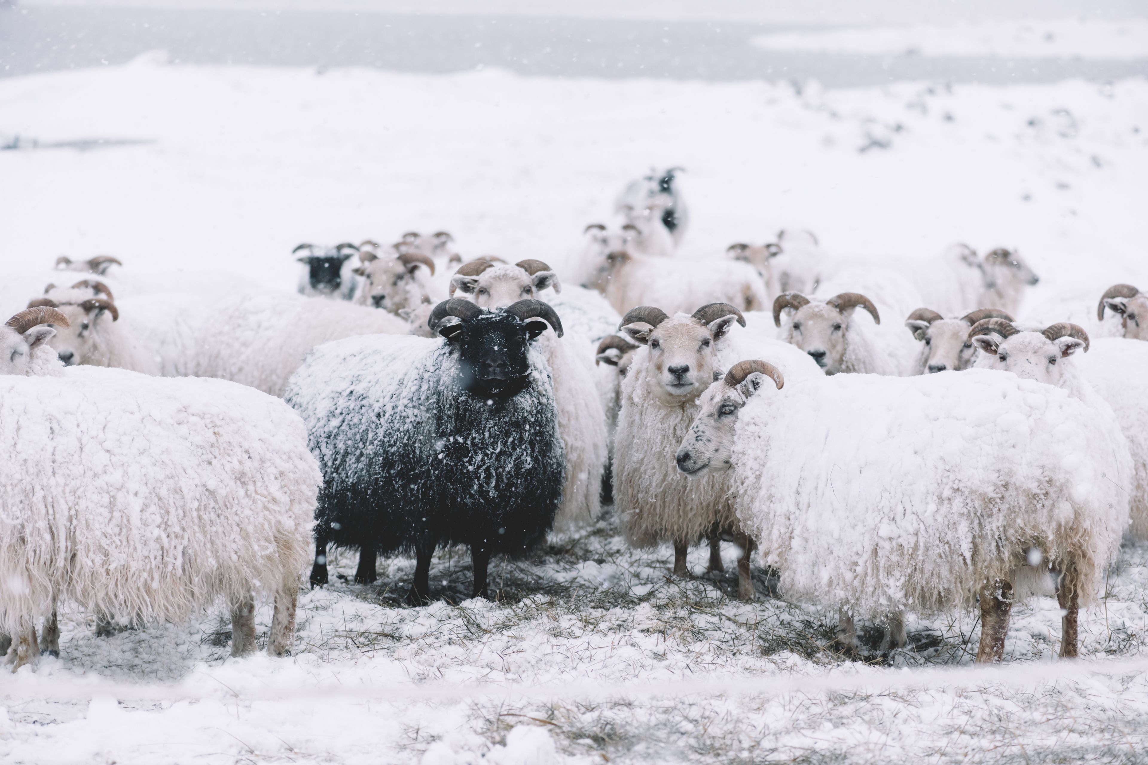 Icelandic sheep roaming in the winter snowy field,beyond their season. 