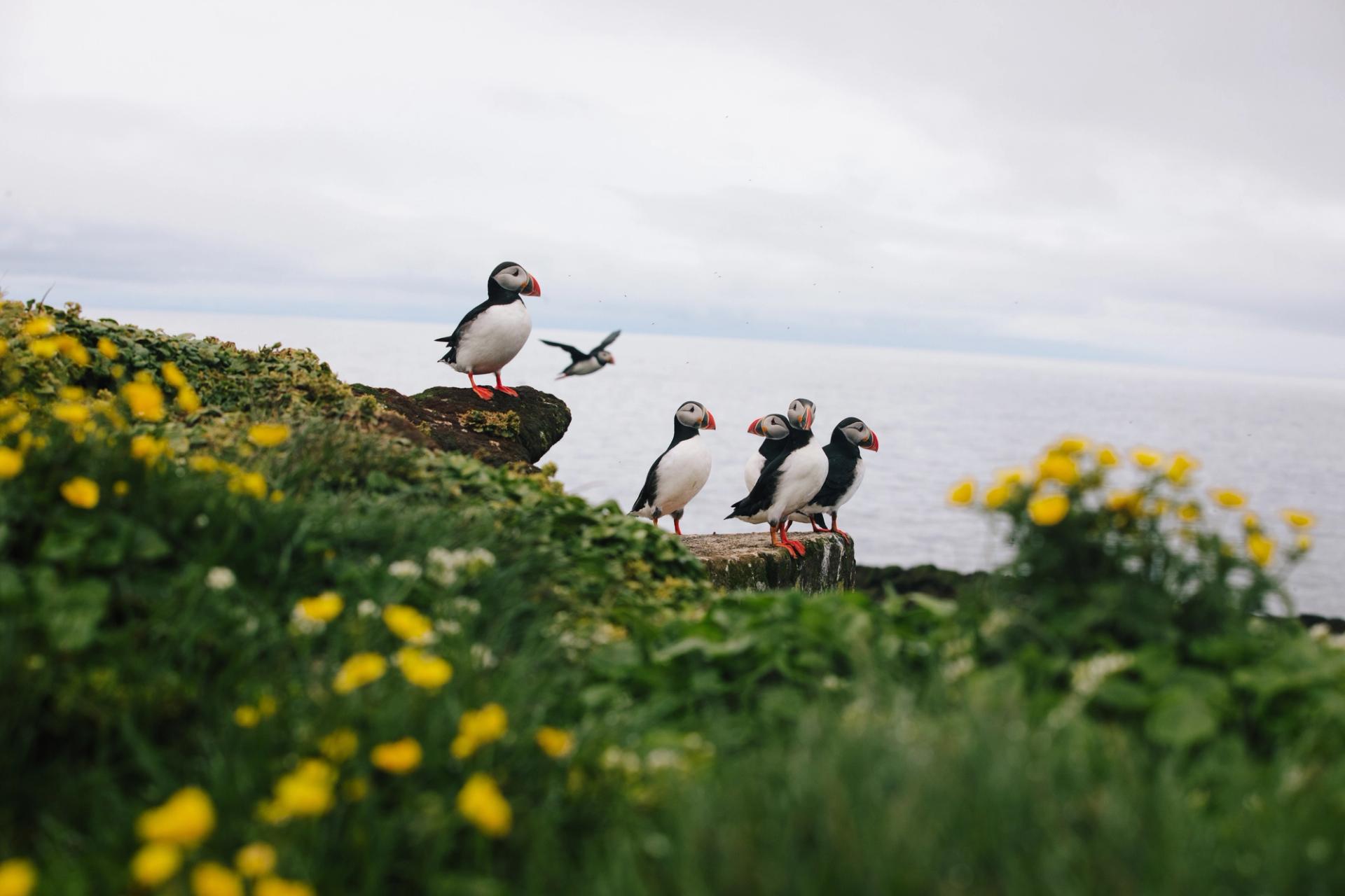 view on the Icelandic shearwaters, on Grimsey island. We see the shearwaters, the ocean, and small flowers 