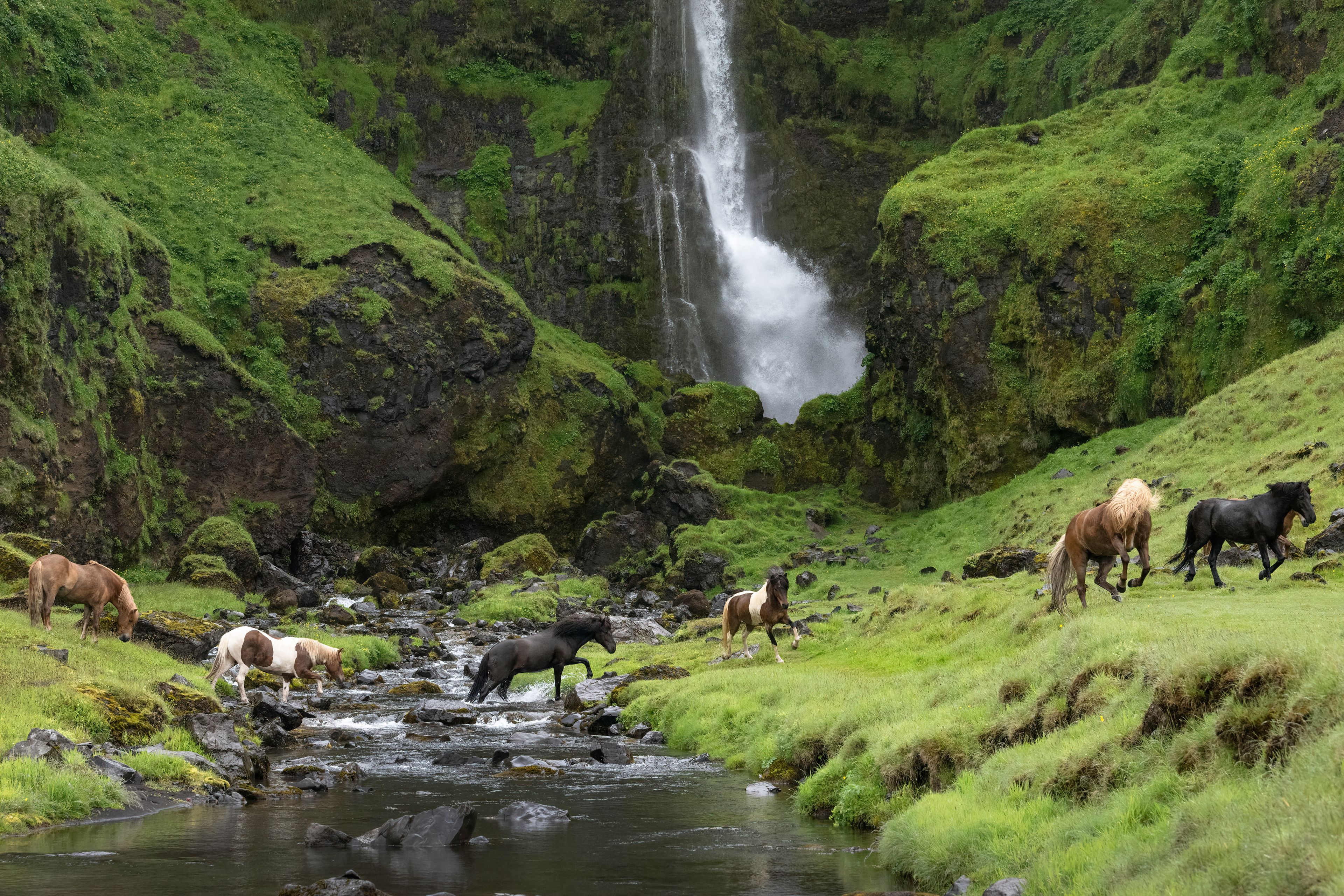 Caballos islandeses pastando en frente de una cascada