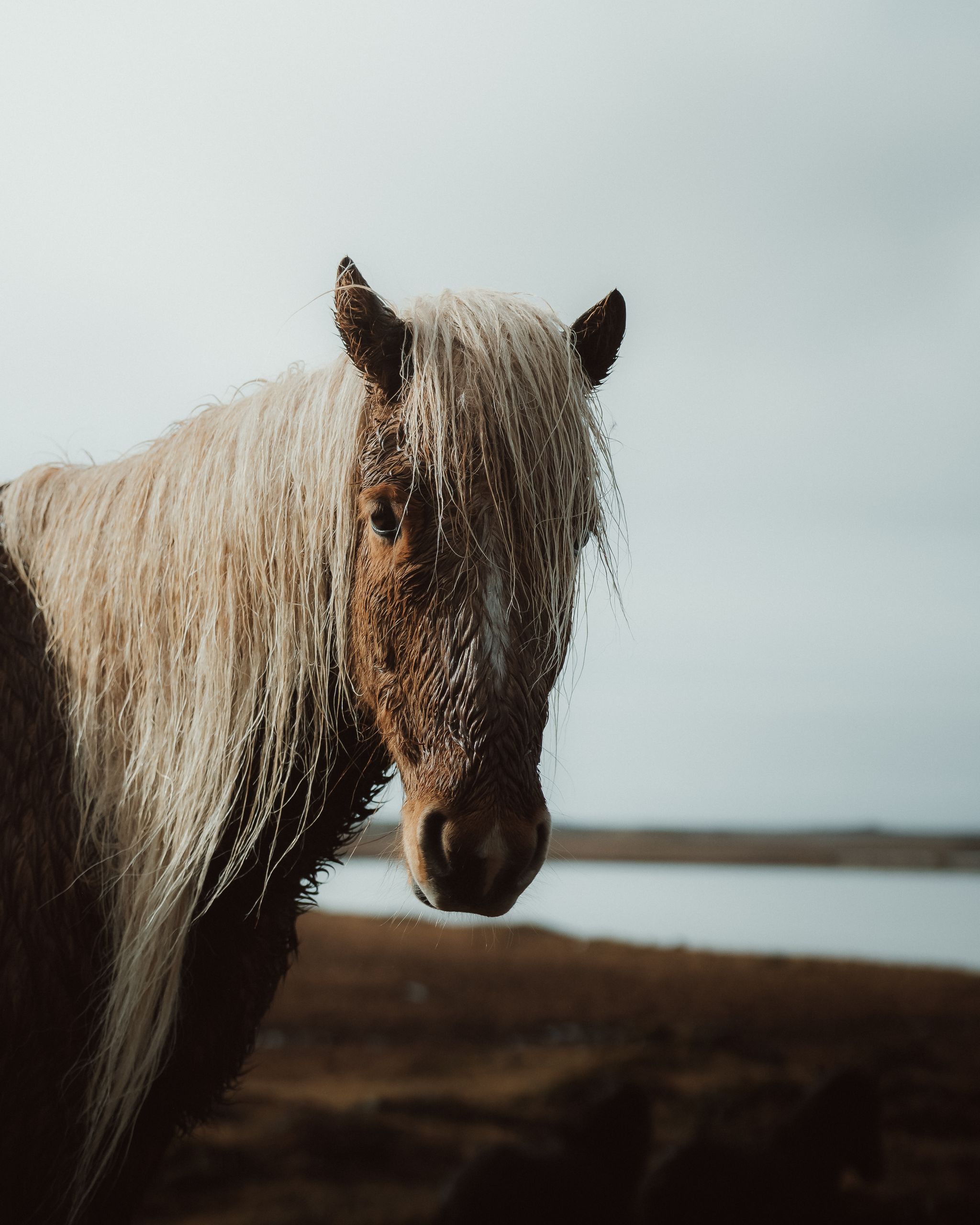 Picture of an Icelandic horse 