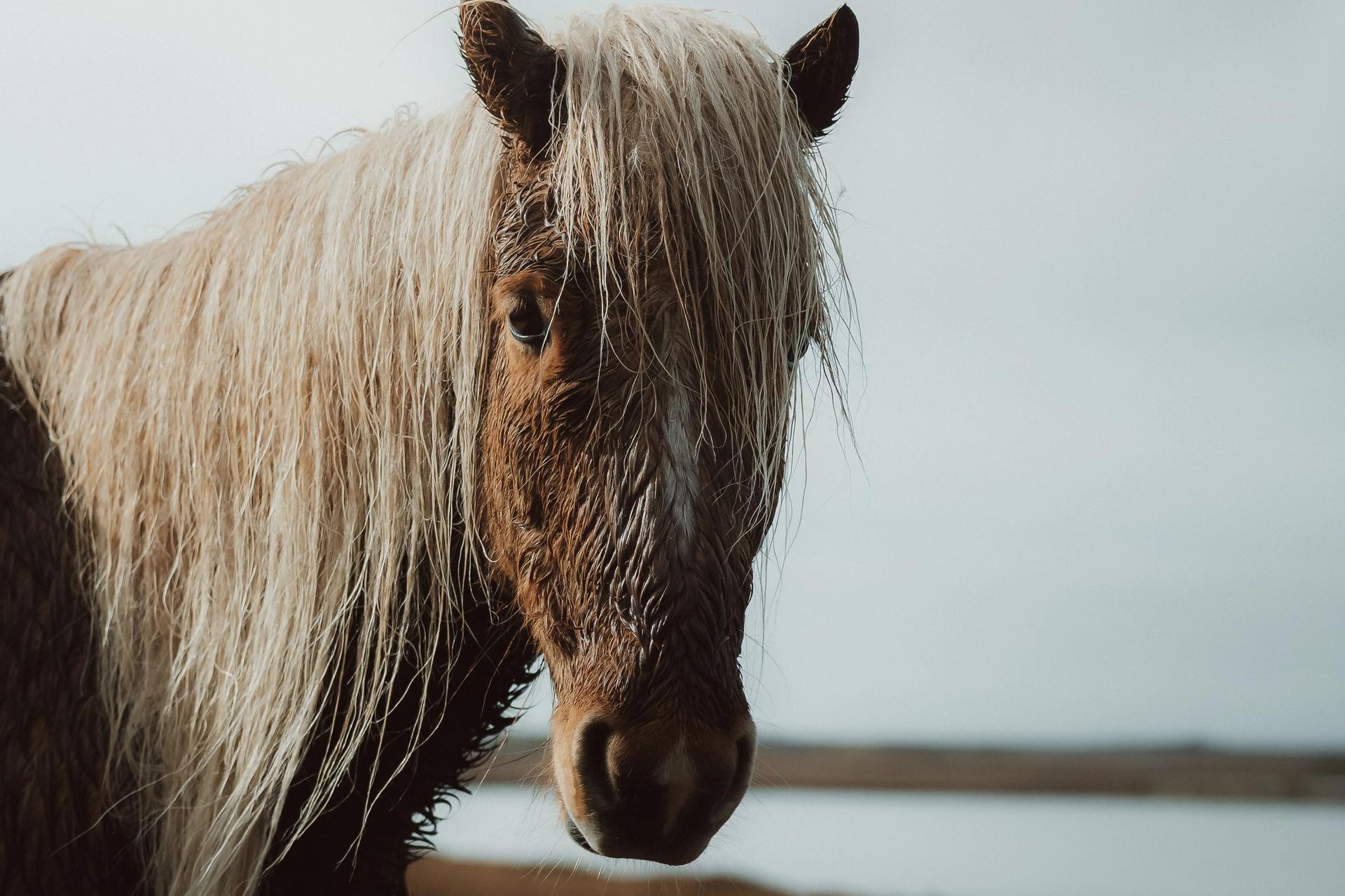 Picture of an Icelandic horse 