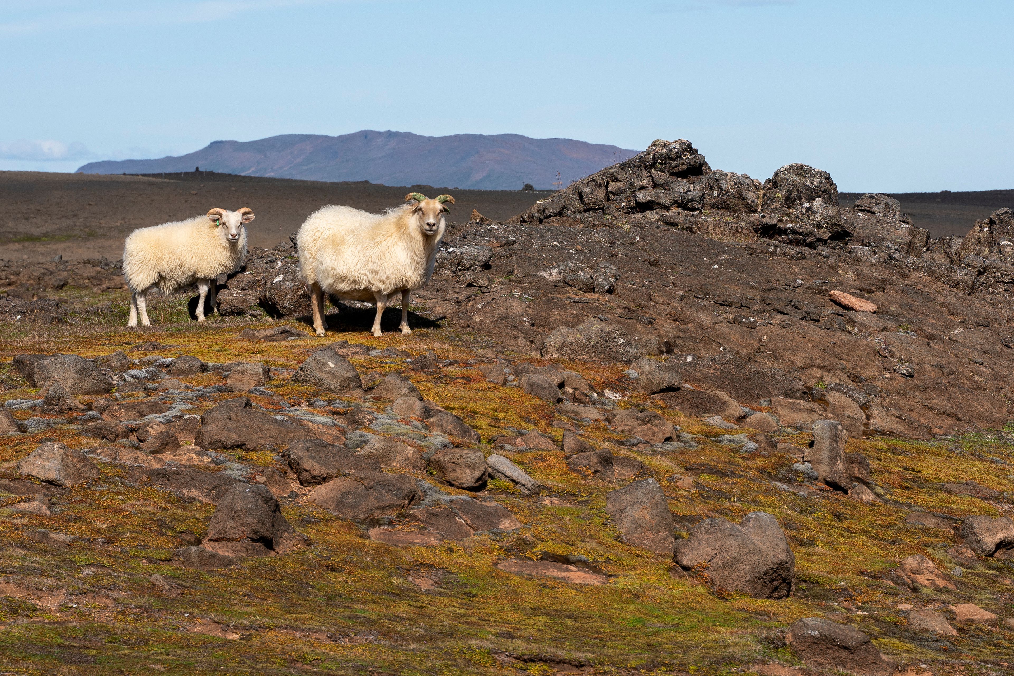 Sheeps at Hveravellir