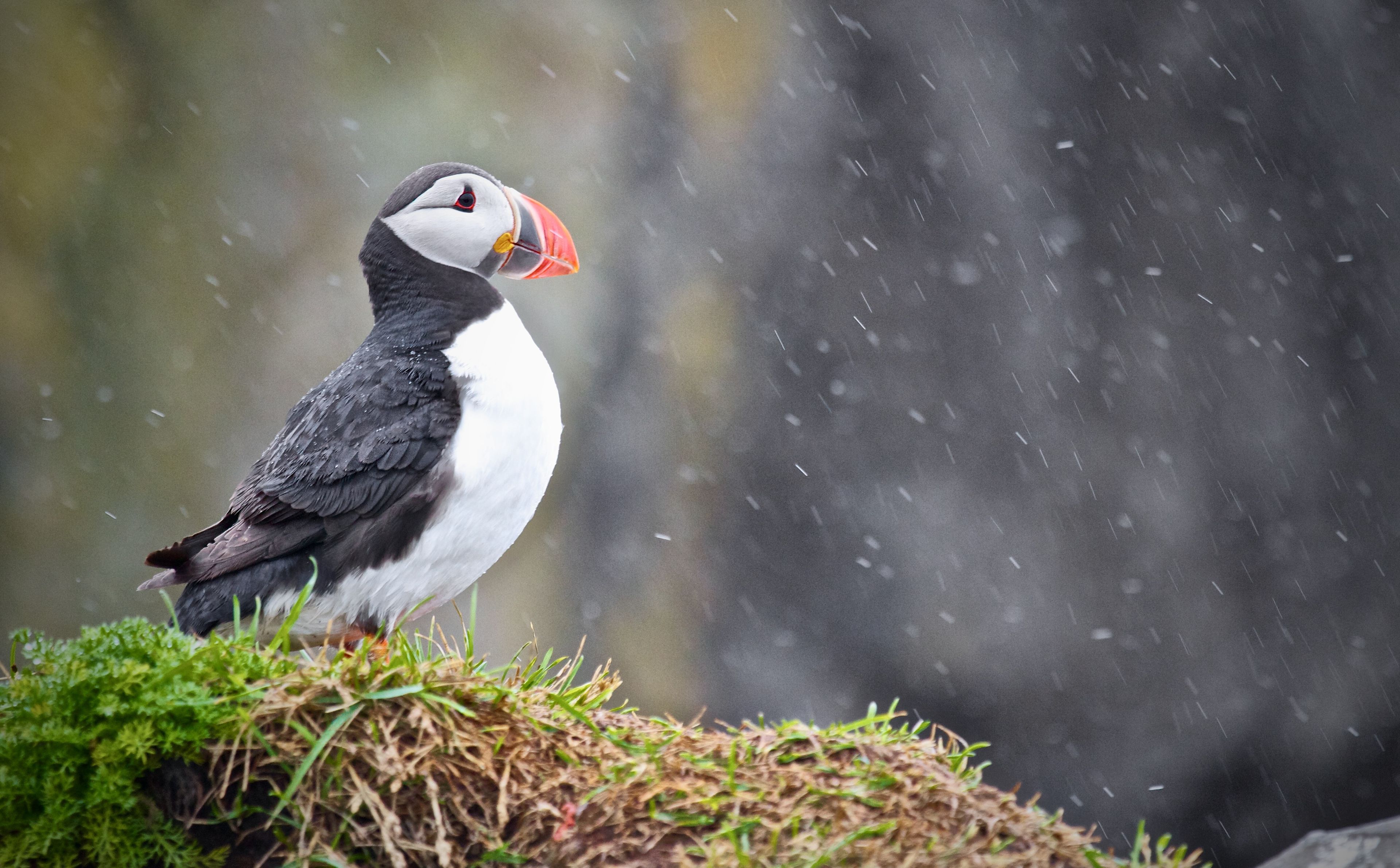 Puffins sitting in the rain in Iceland