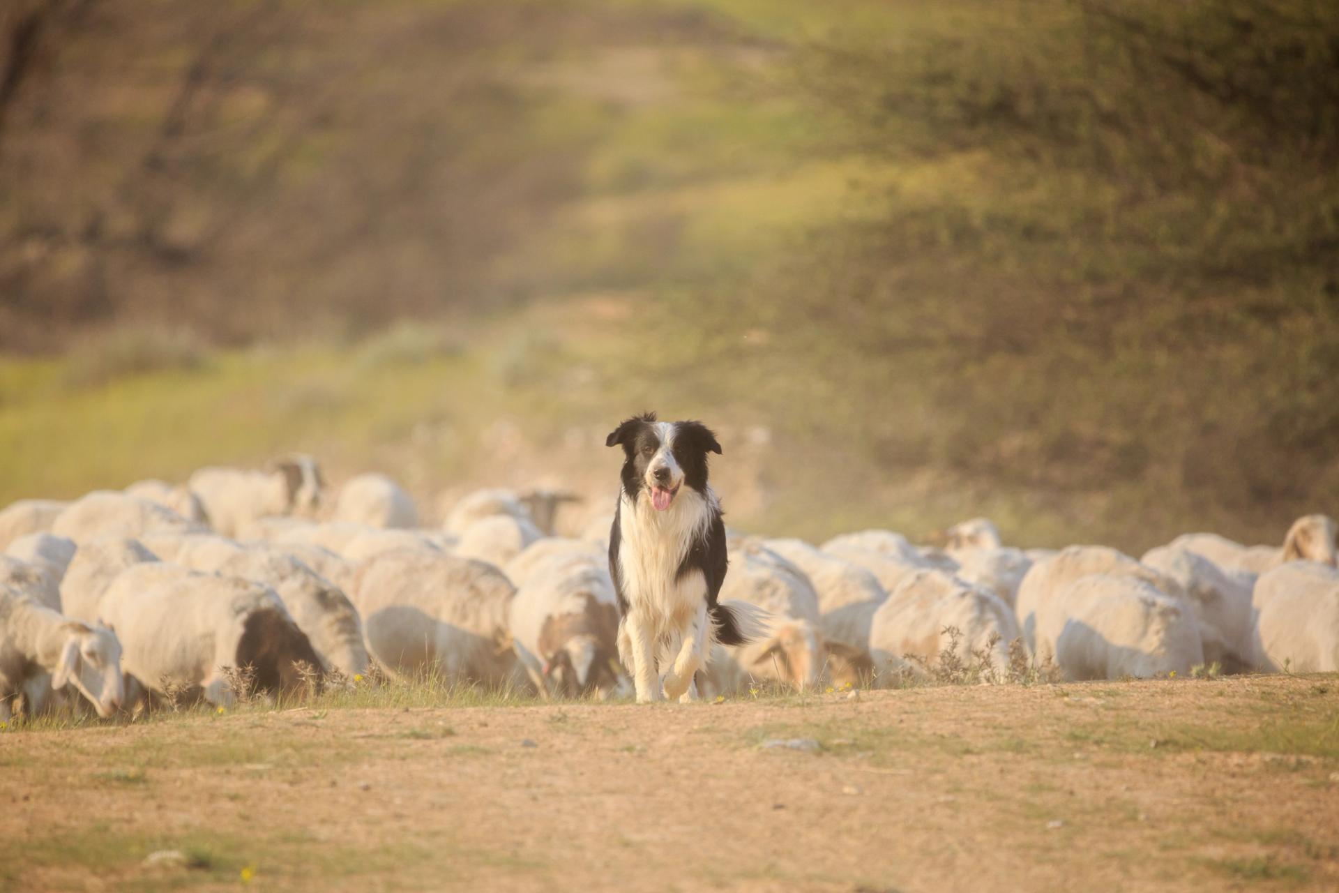 Icelandic Sheepdog in Iceland 