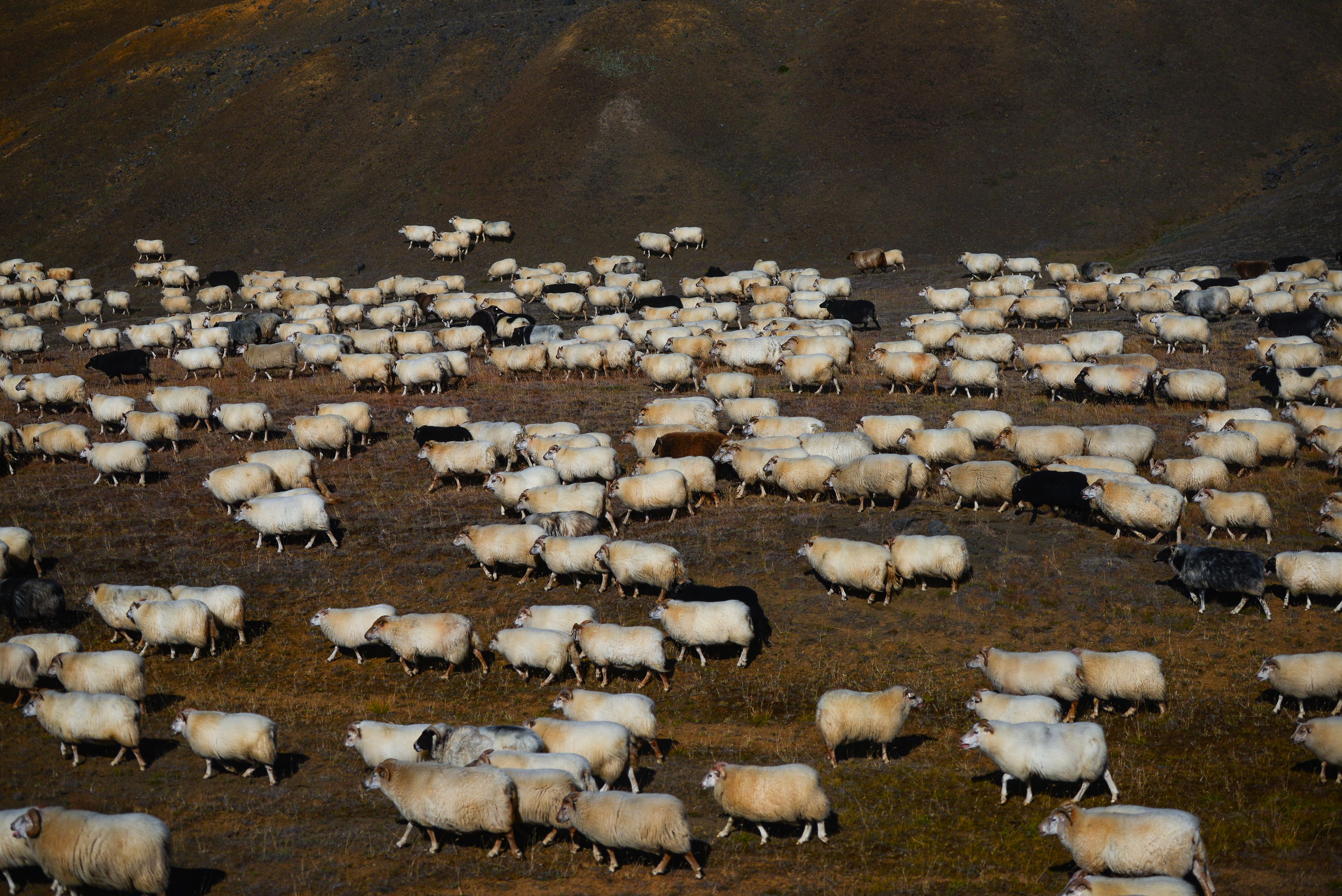 Big group of sheeps during réttir