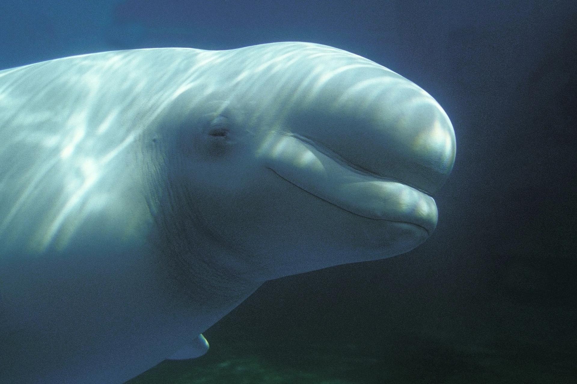 The head of a beluga in the water in Iceland