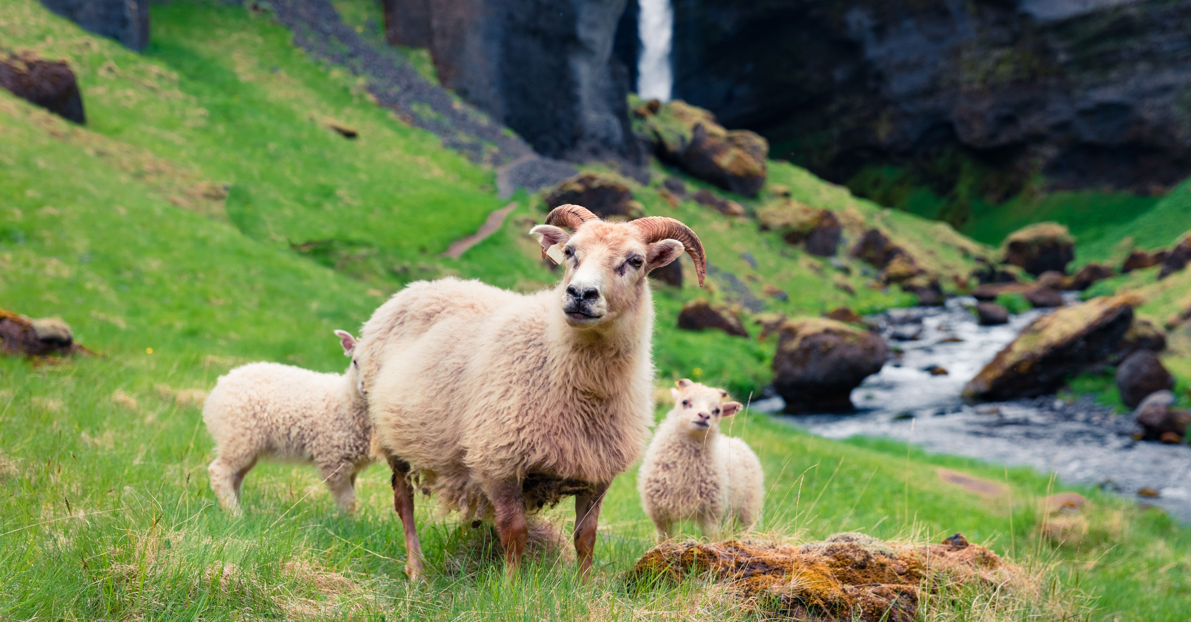 Sheep with two babies on a green lawn with a waterfall in the background