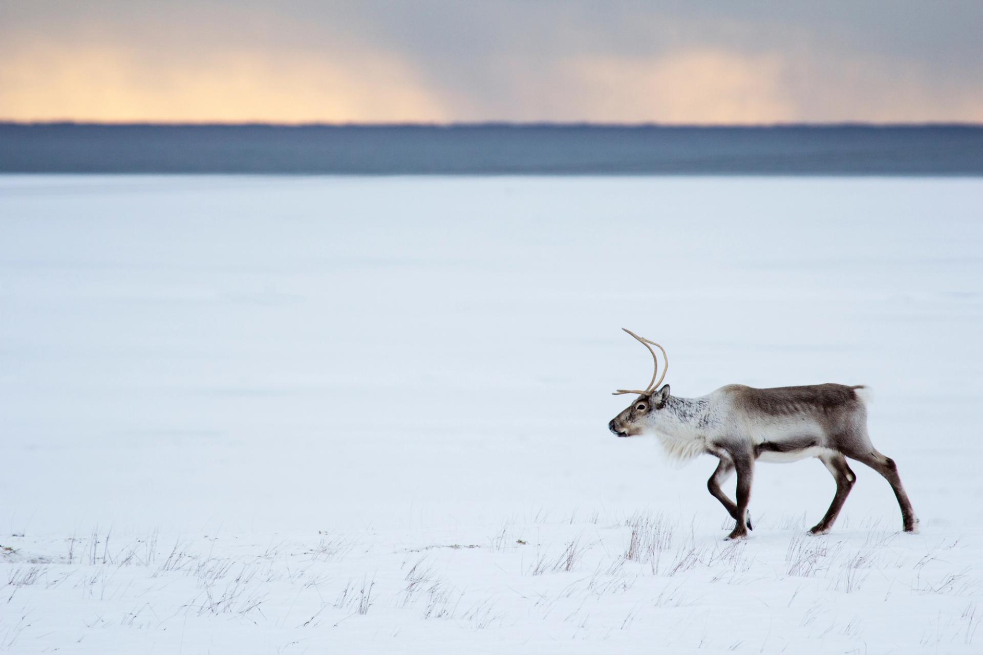 Reindeer in Iceland 