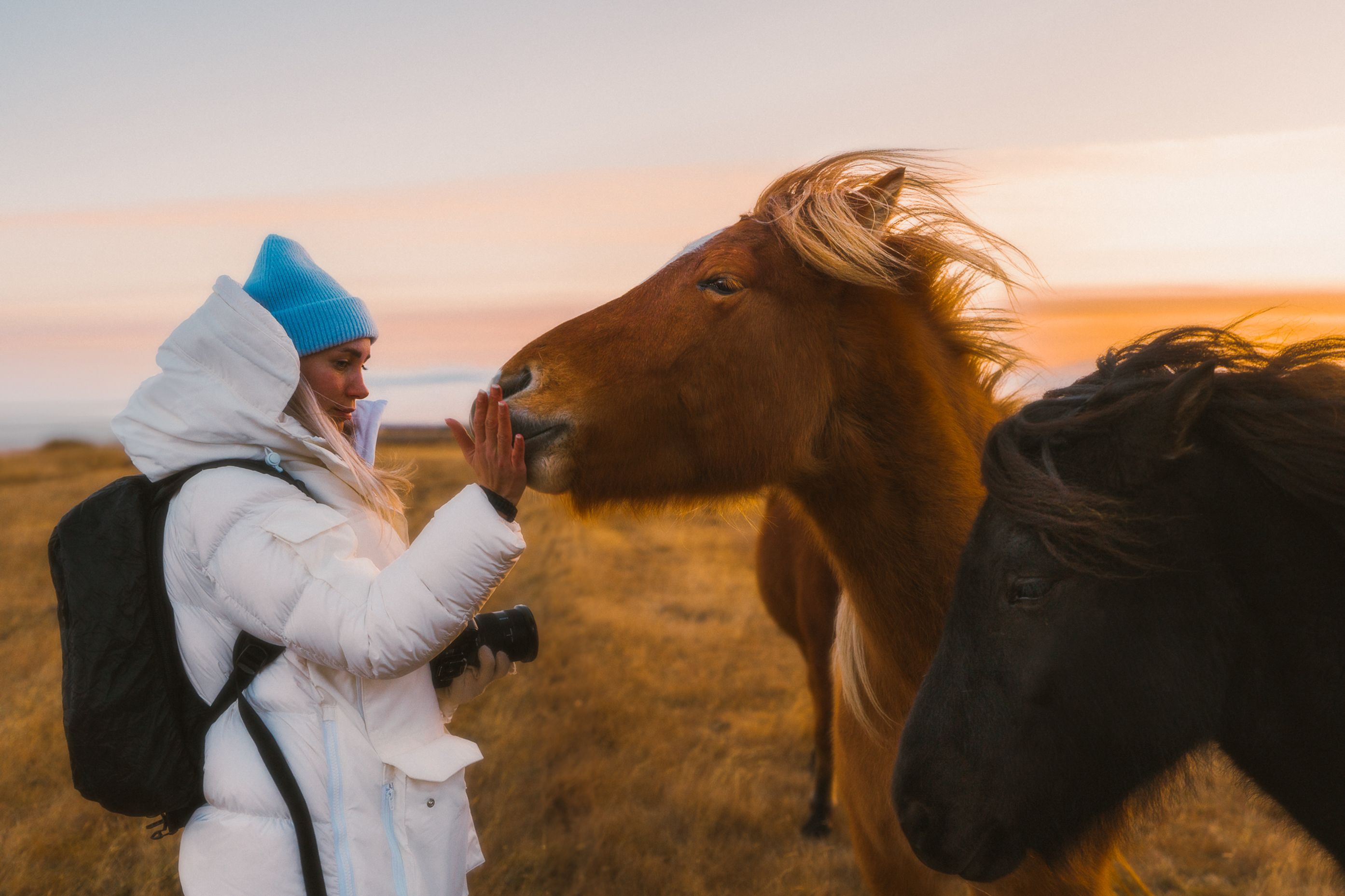 Chica mimando a un caballo islandés