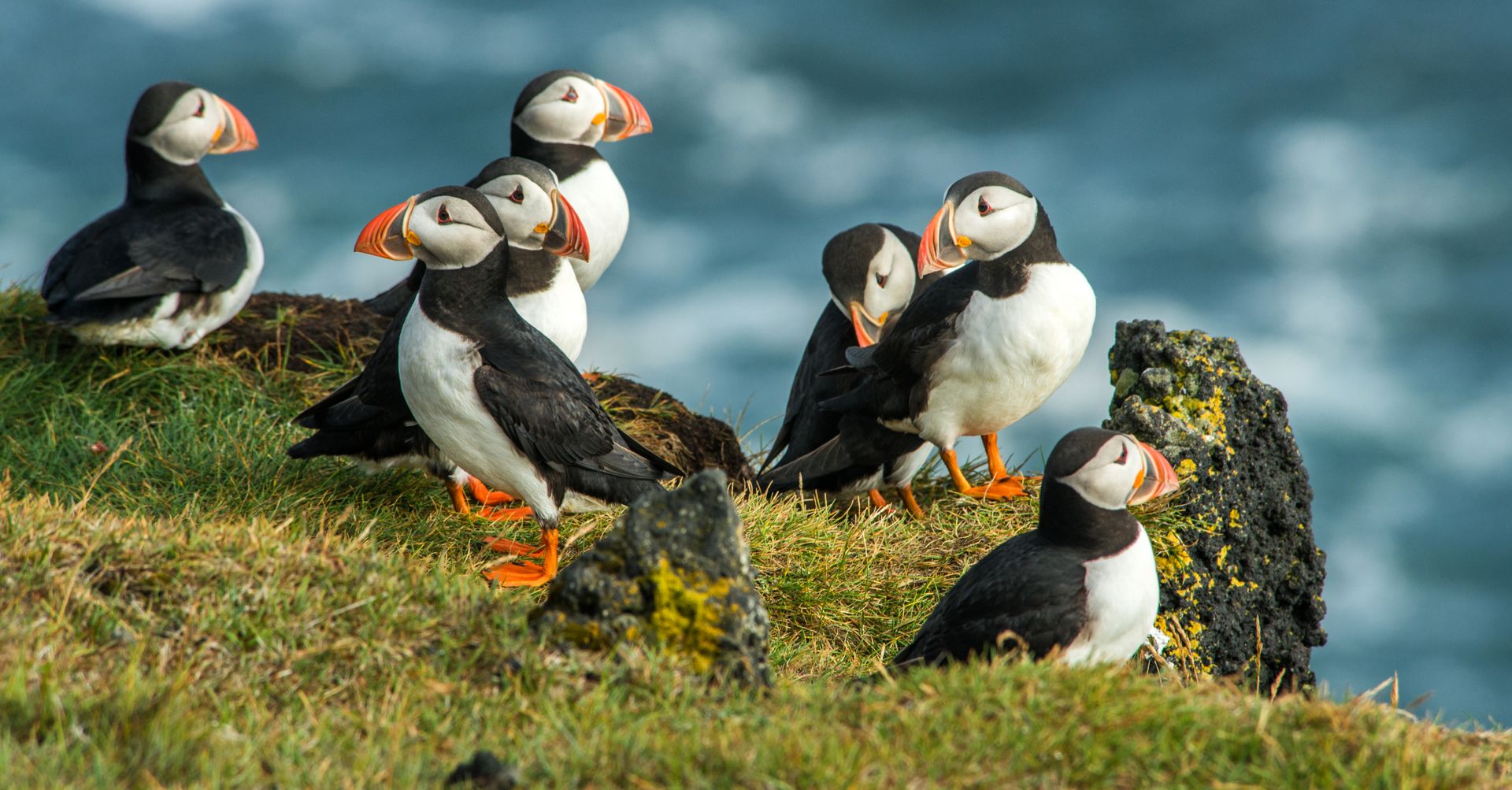 Group of Puffins in Iceland on a rock with the ocean in the background