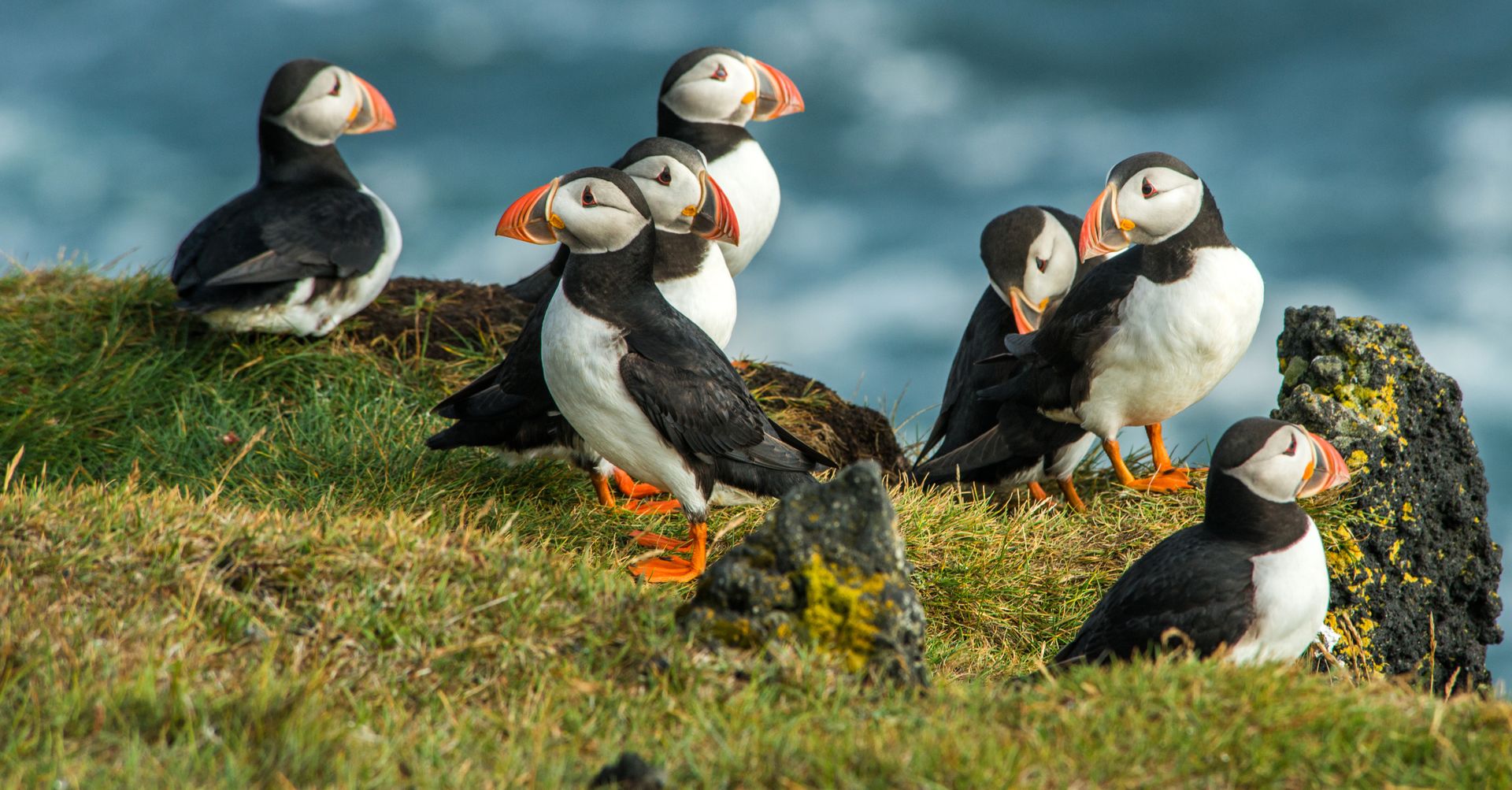 Group of Puffins in Iceland on a rock with the ocean in the background