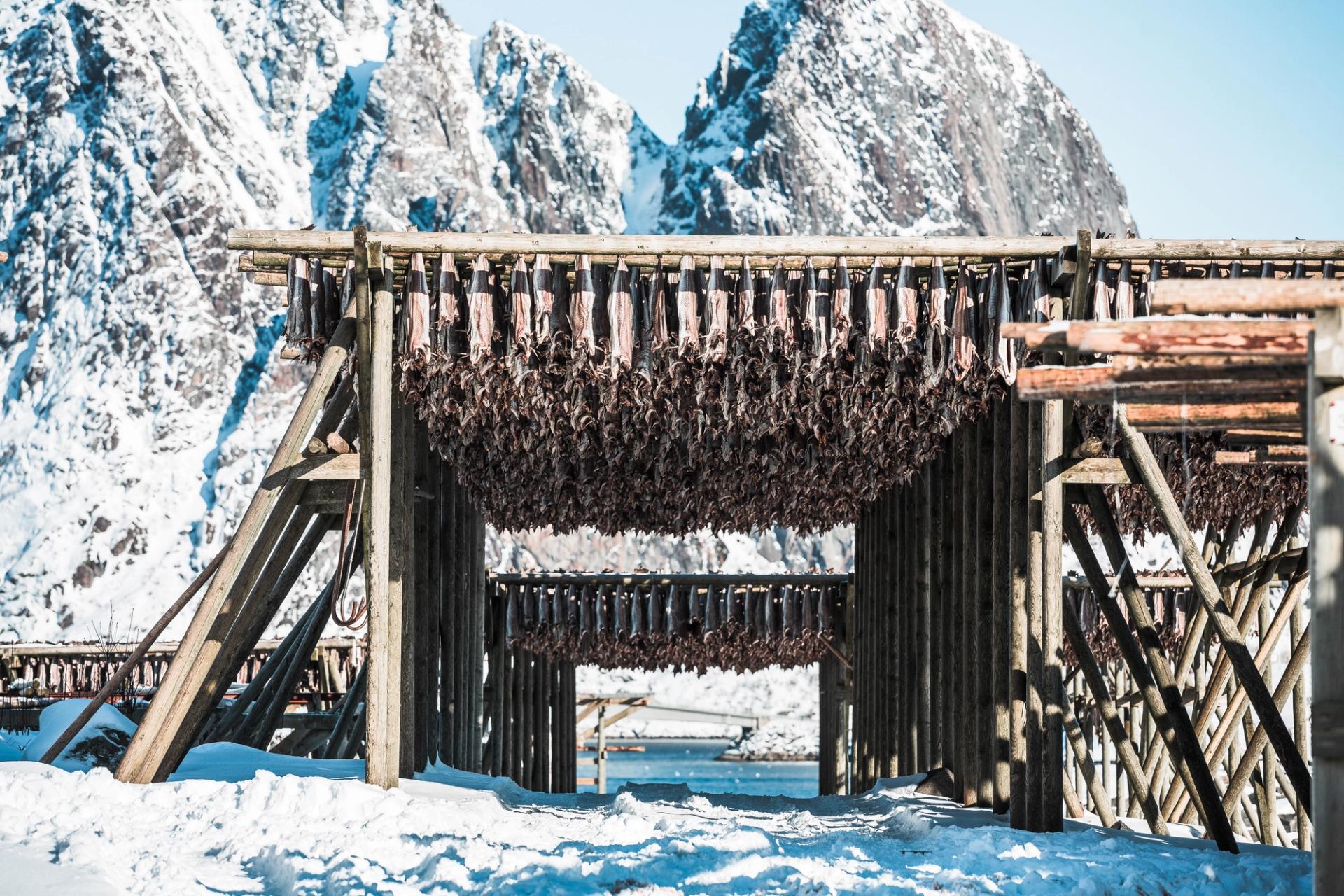 Icelandic fish dry