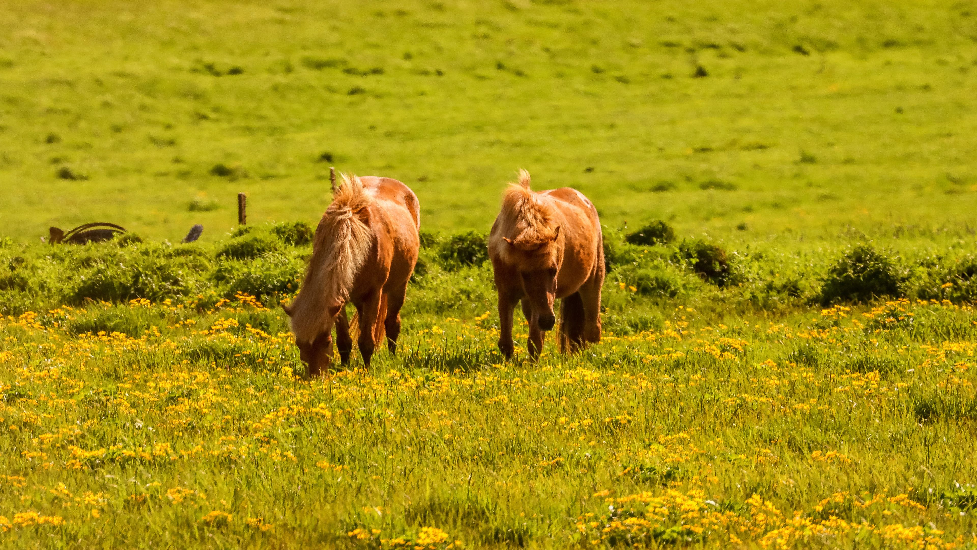 Caballos islandeses en el Parque Nacional de Thingvellir