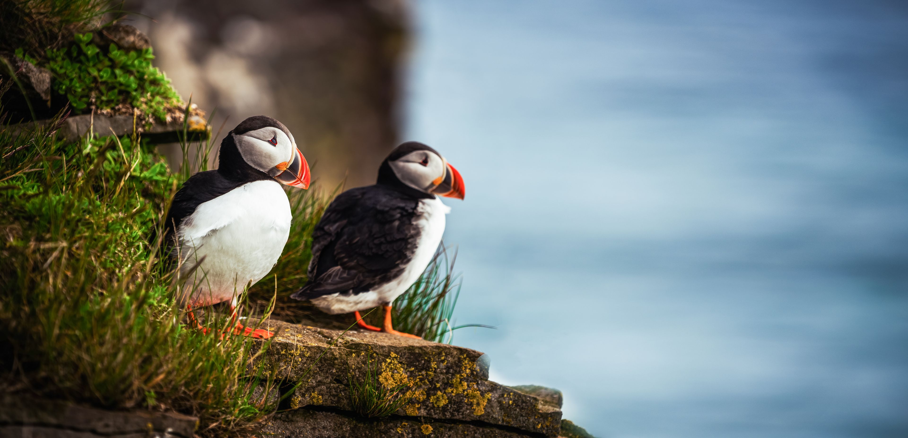 Two puffins on a cliff in Iceland