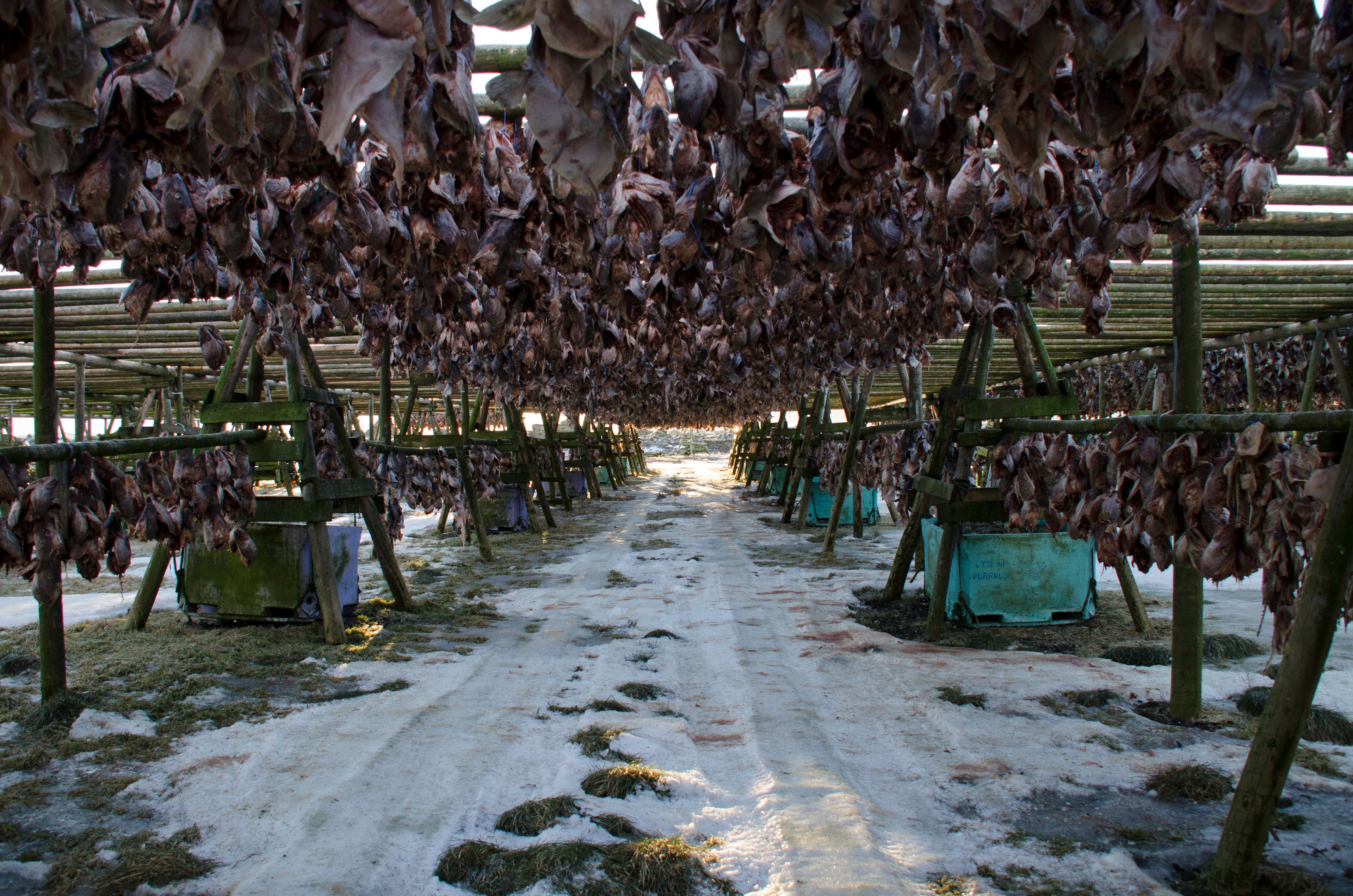 Harðfiskur drying