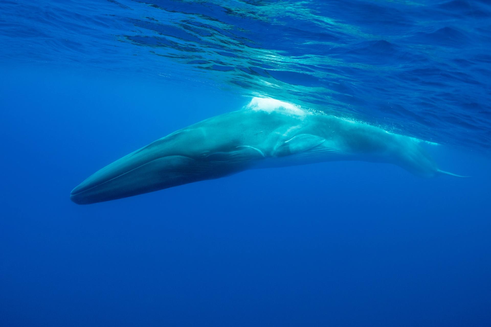A fin whale swimming in the ocean in Iceland