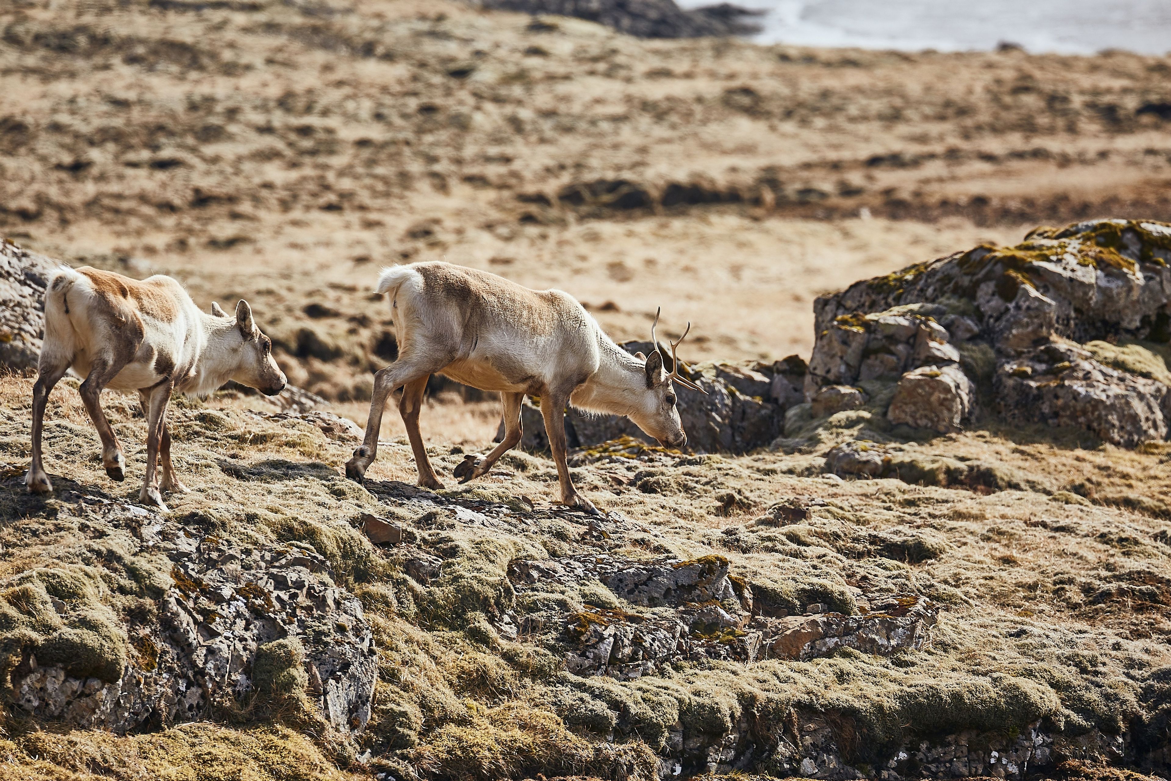 Reindeers in East Iceland