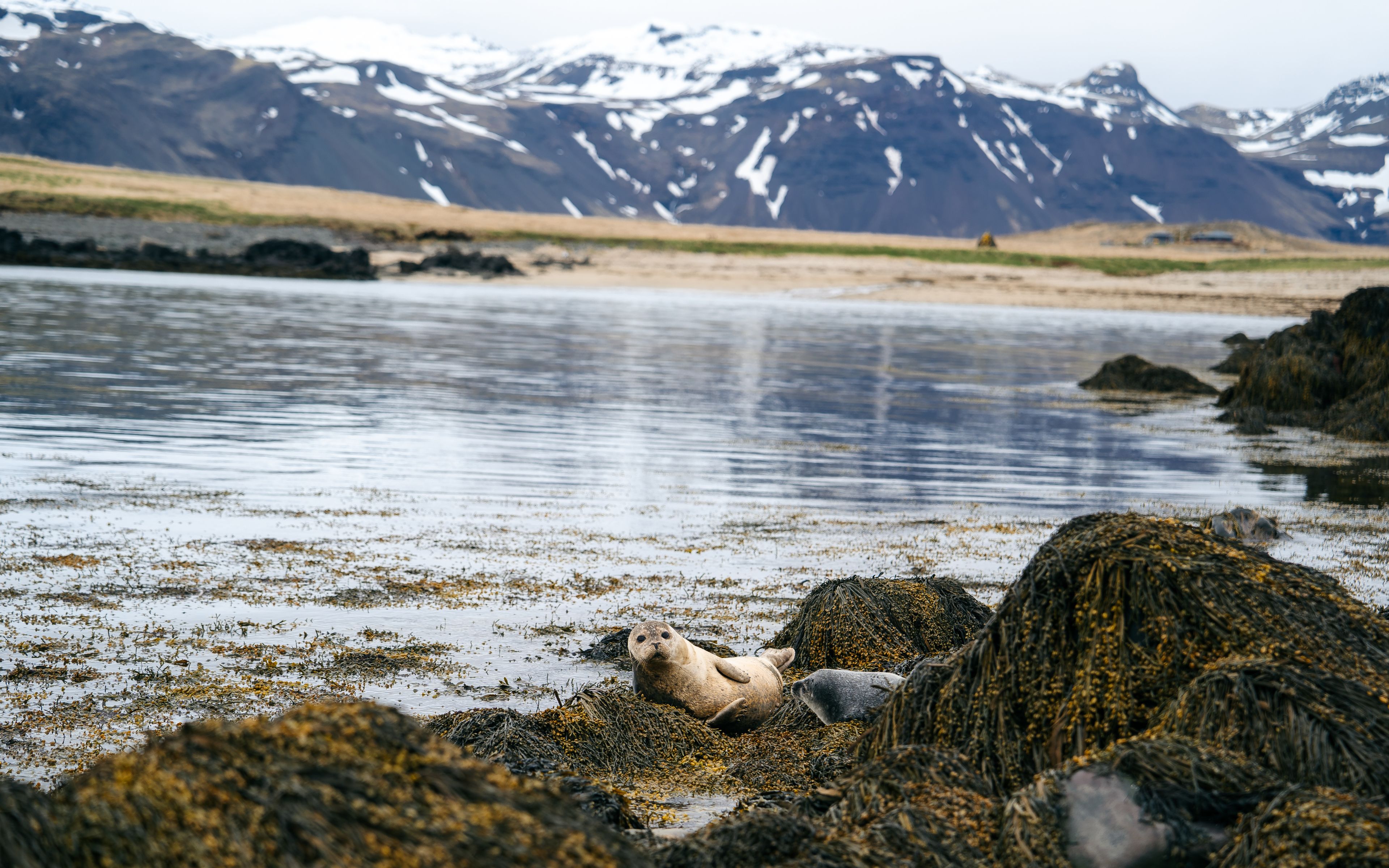 Seals in the Westfjords in Iceland