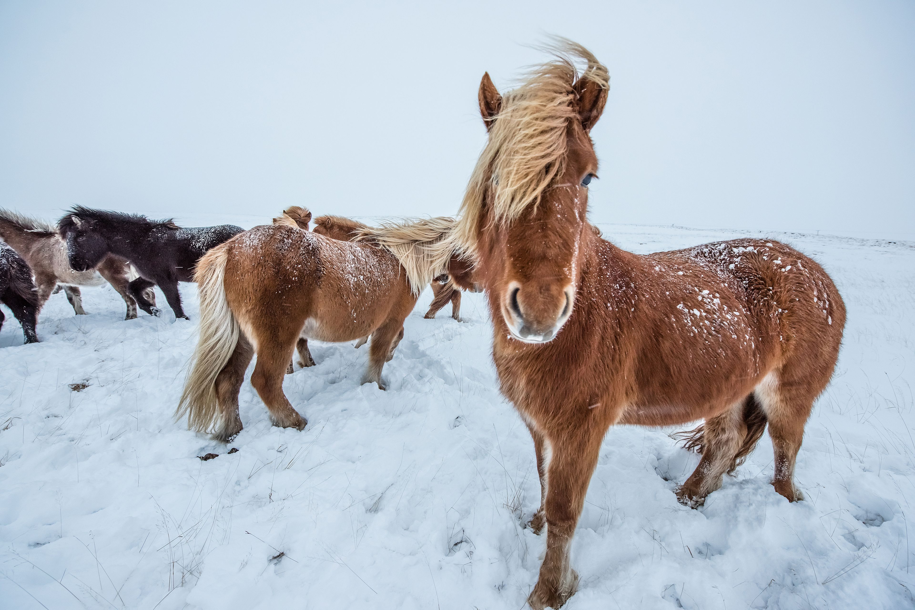 icelandic horse in varying temperatures with wintry landscapes in the background