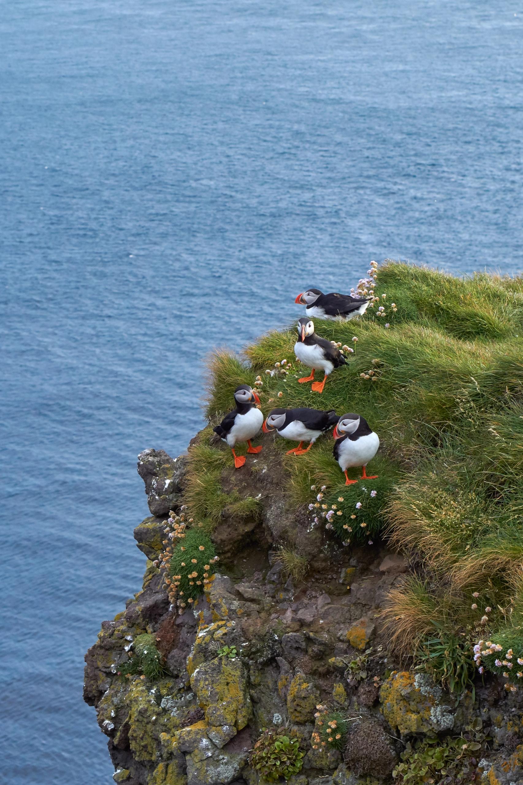 Puffins in Látrabjarg Cliffs