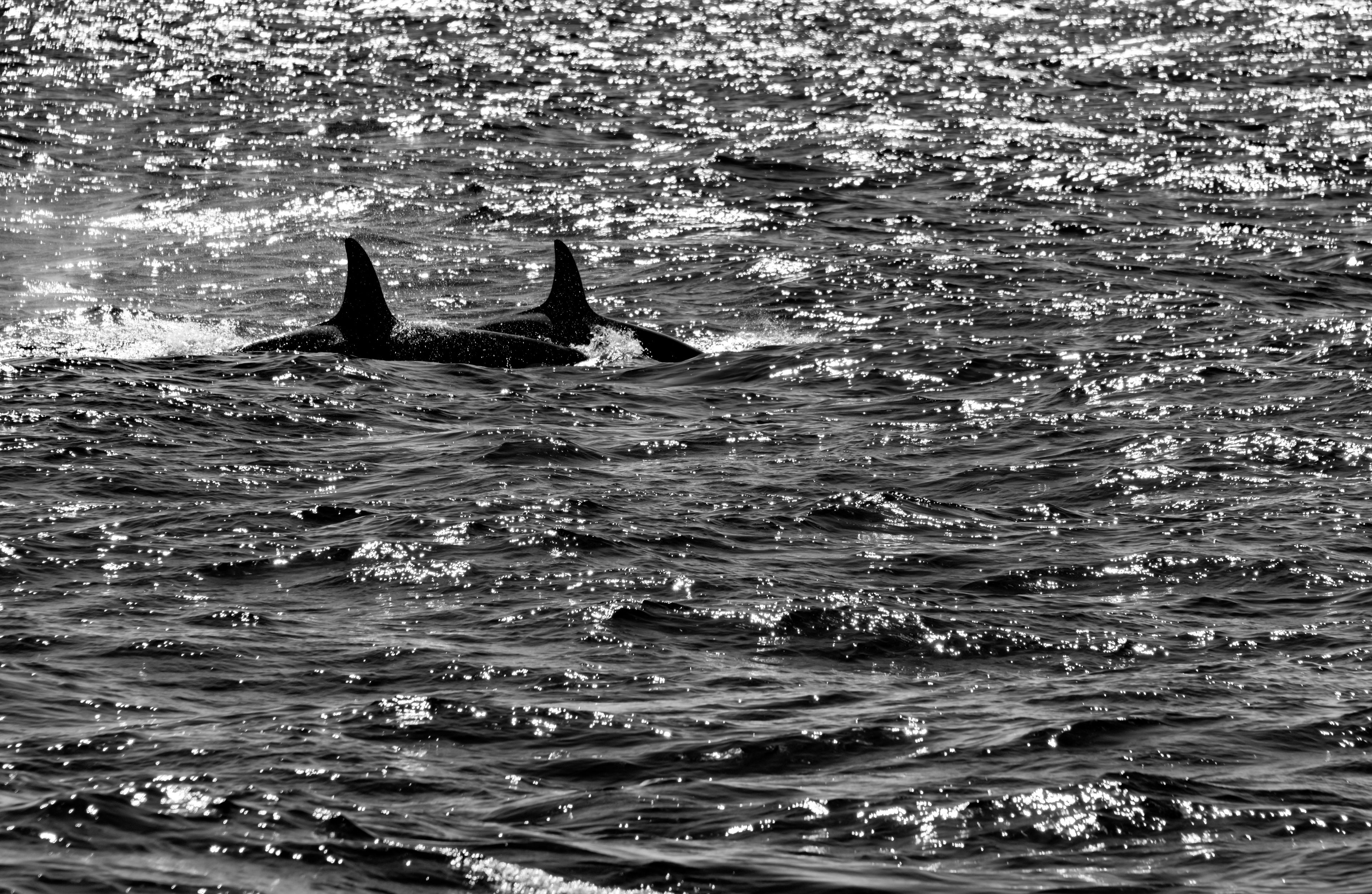 Orcas seen on a whale-watching tour from Ólafsvík