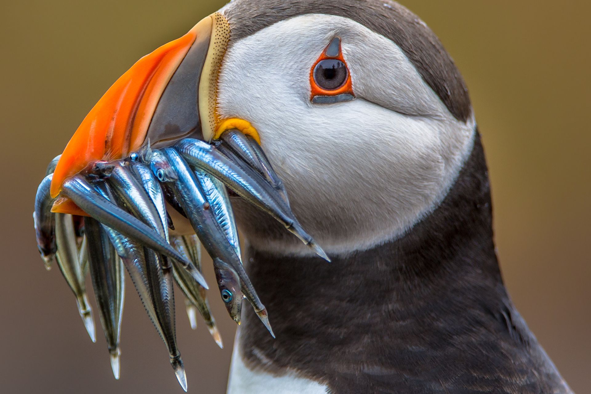 View on a puffin with beak full of fish 