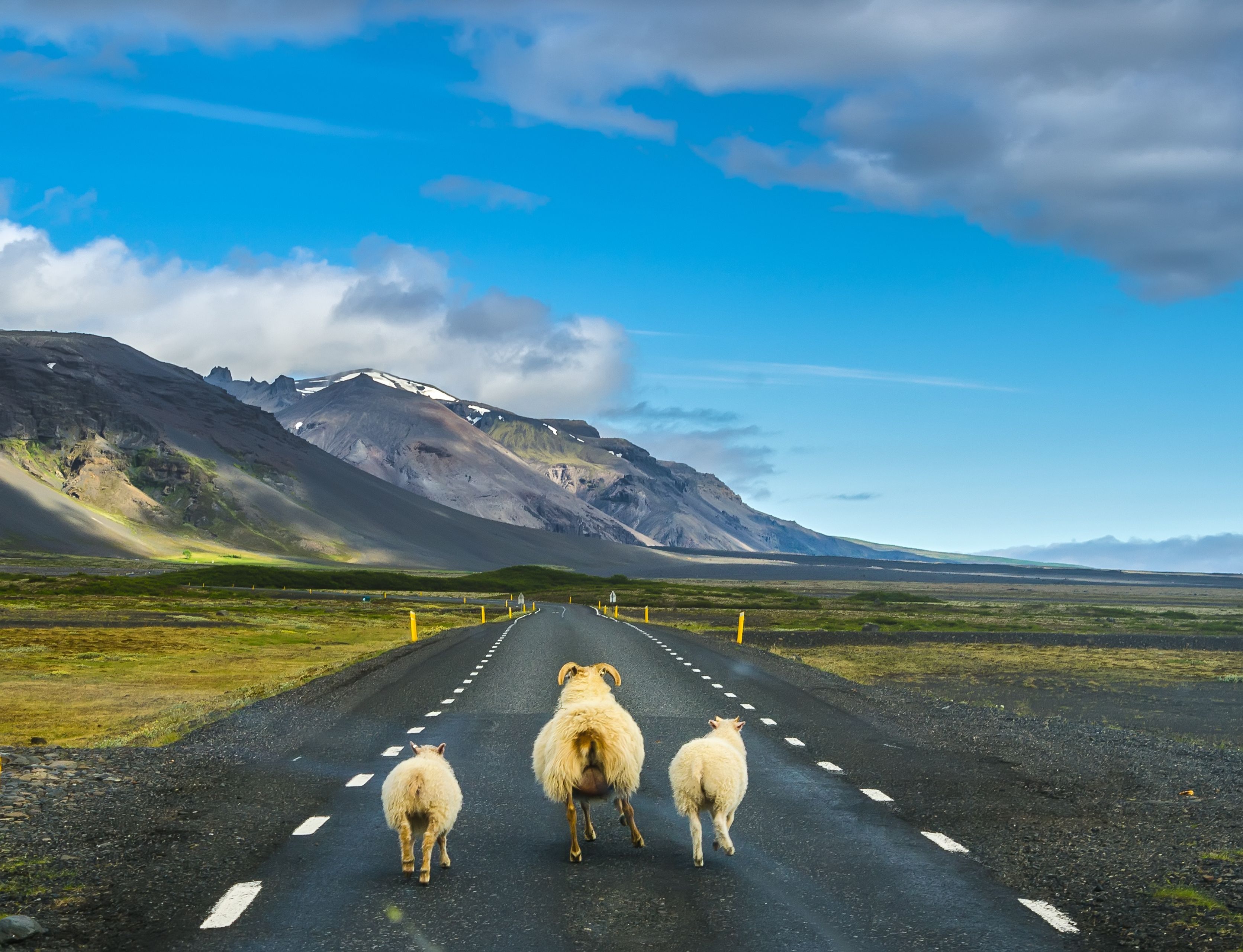 Sheep running in the middle of street in Iceland