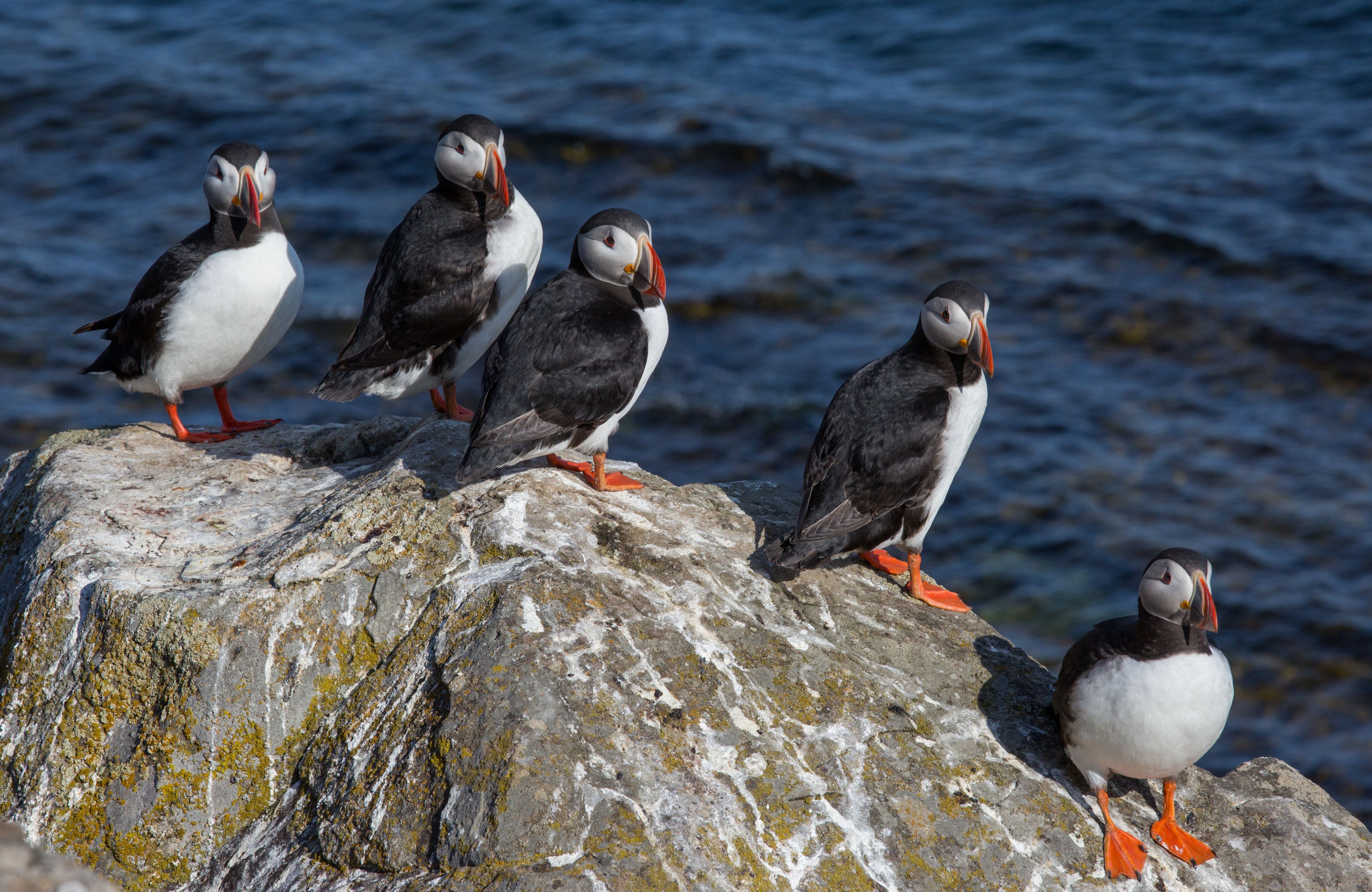 Five puffins on a rock