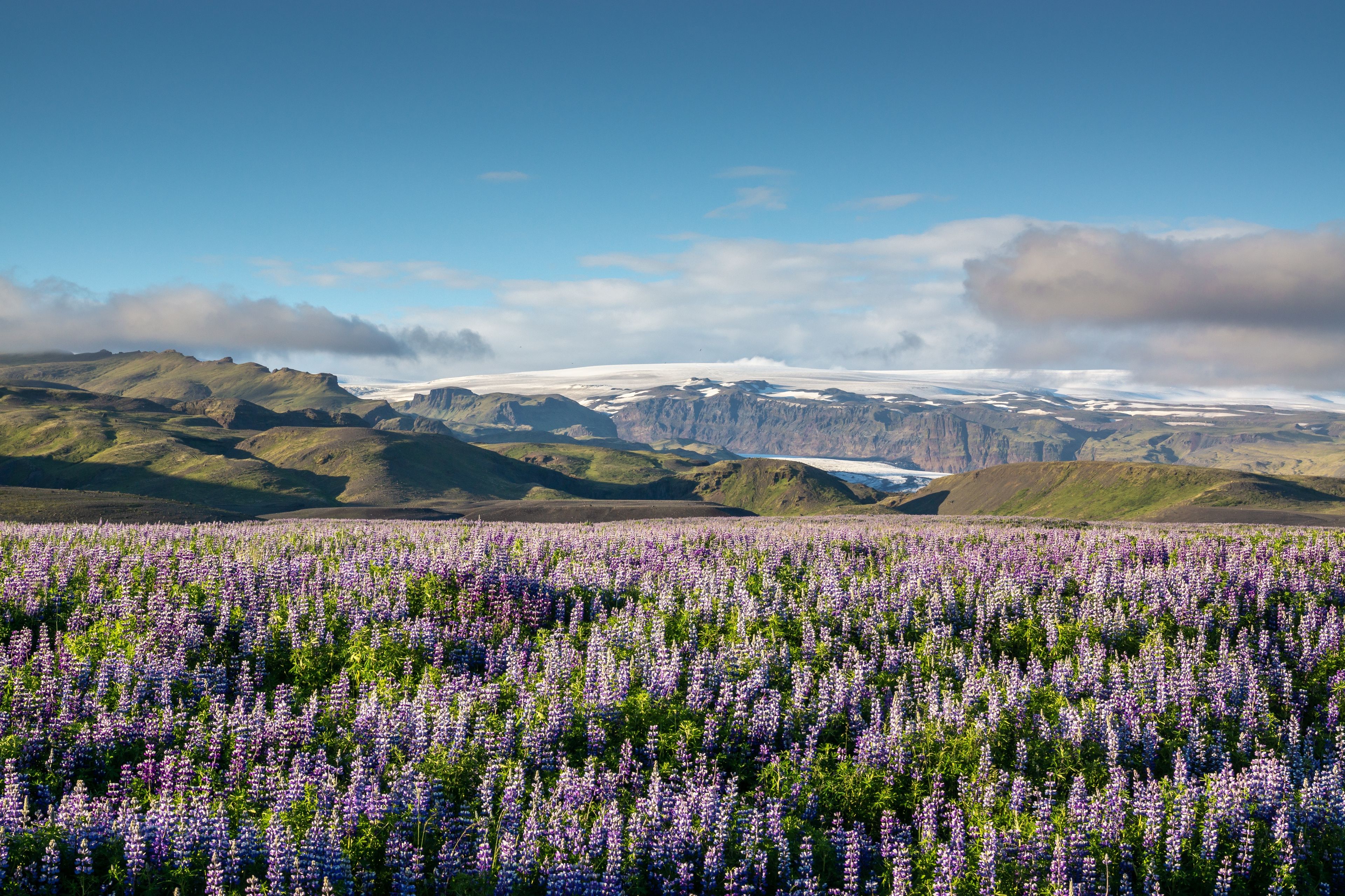 Campo de flores con lavandas