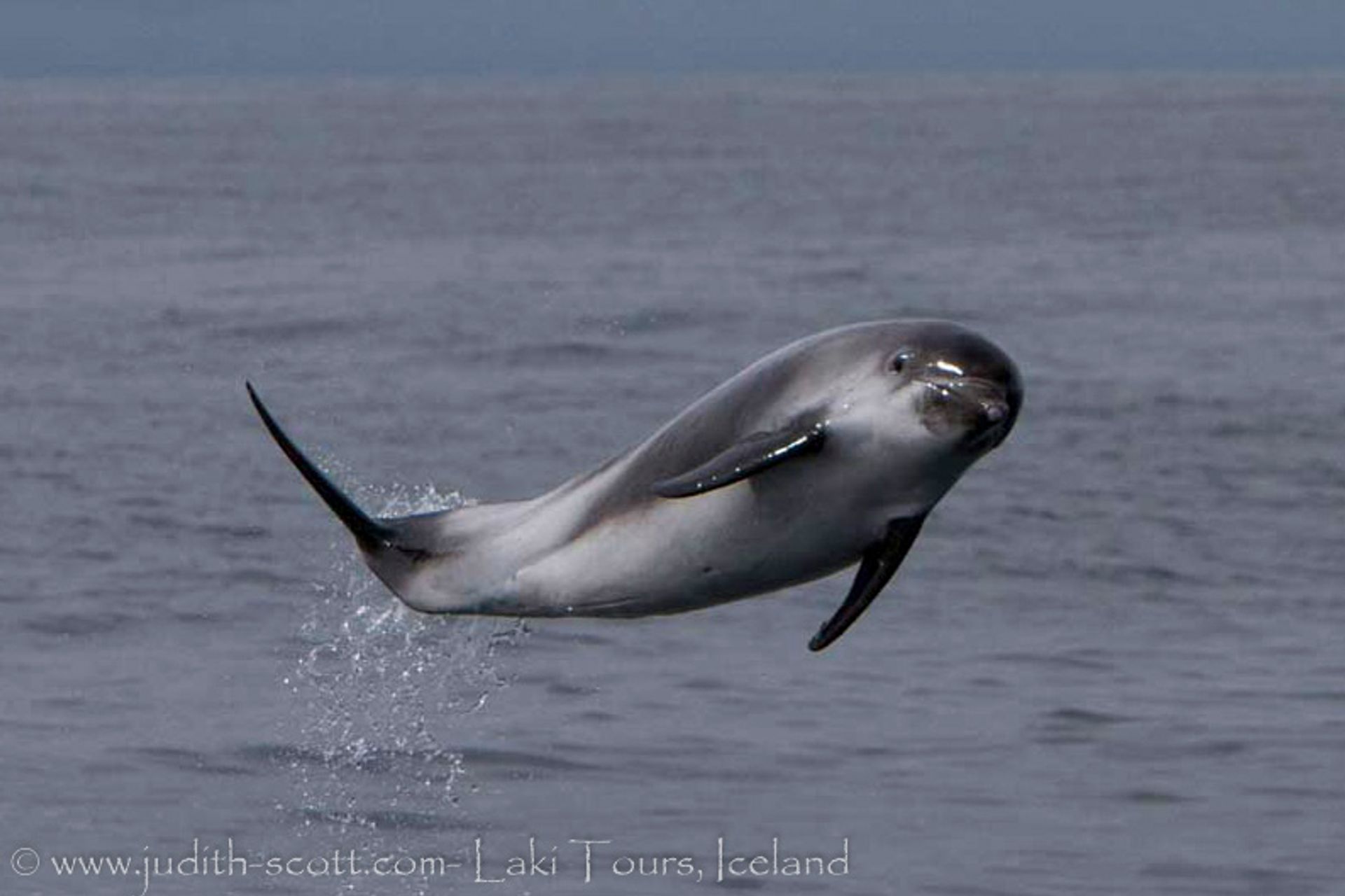 Dolphin jumping in the Icelandic ocean at Snæfellsnes