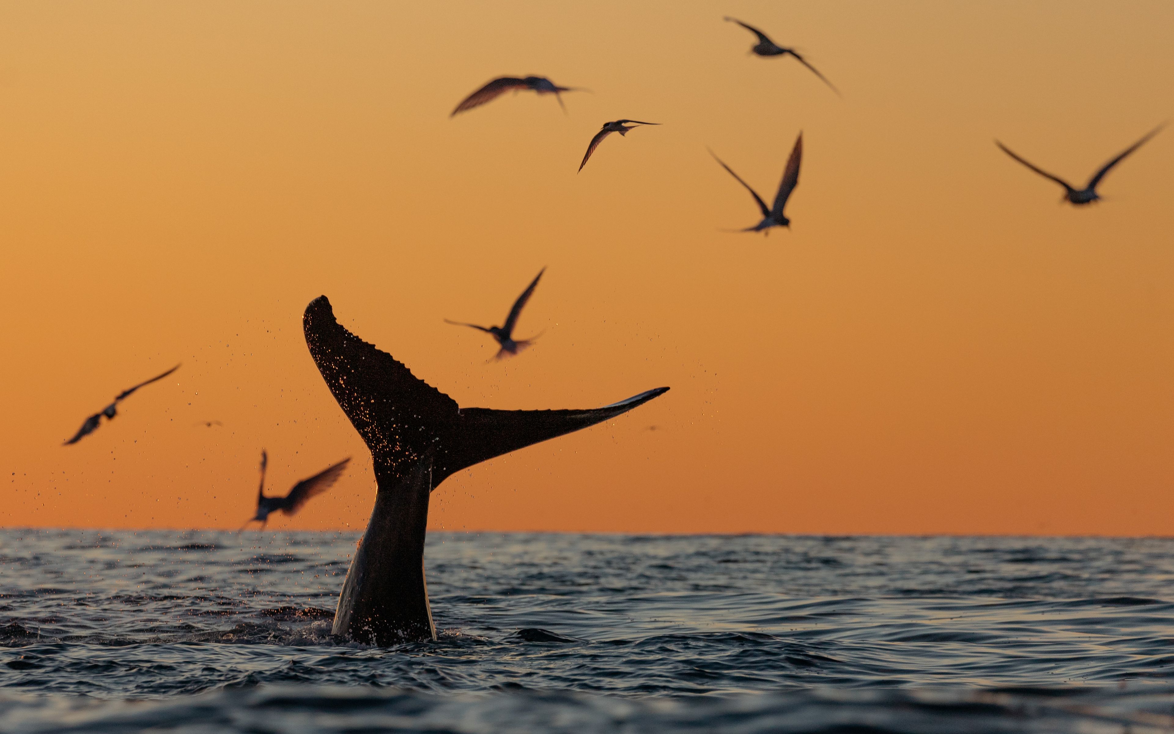 Ballena bajo el Sol de Medianoche