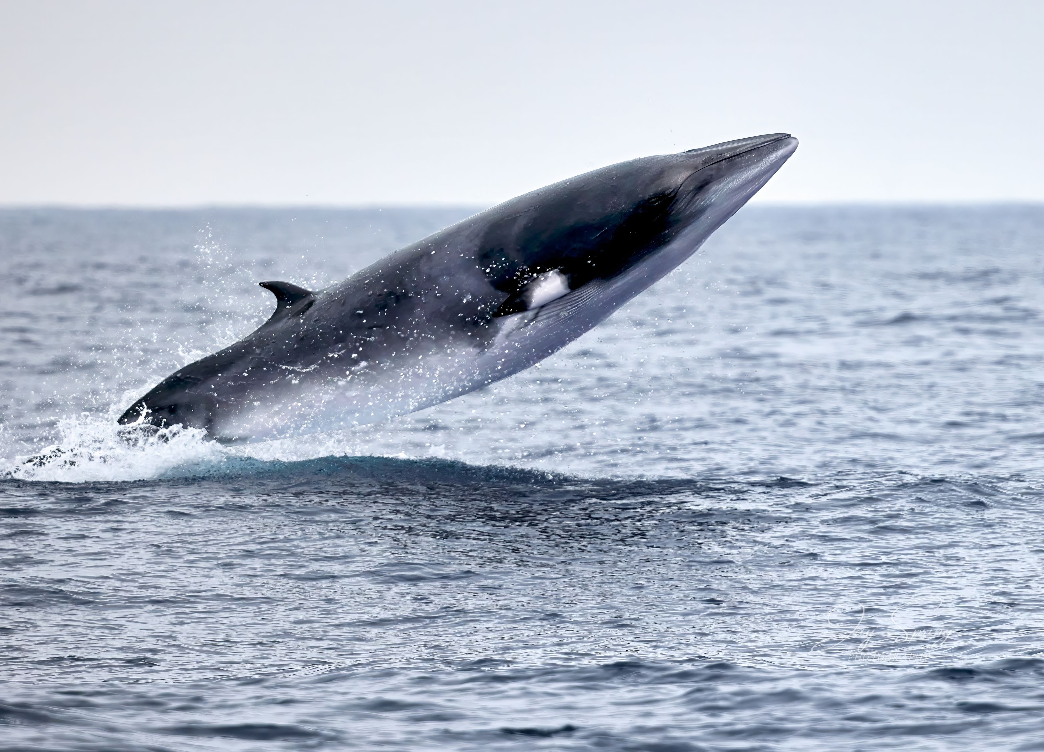 Ballena minke saltando completamente fuera del agua