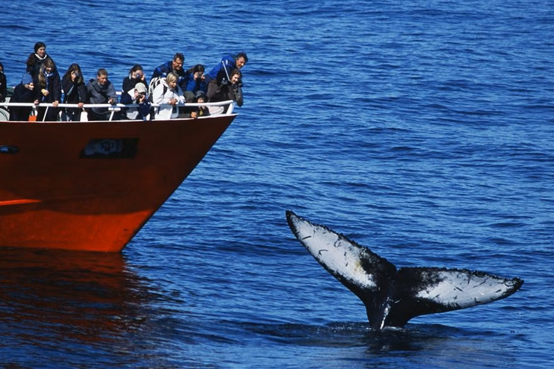 A group of whale watchers on a boat tour in Iceland
