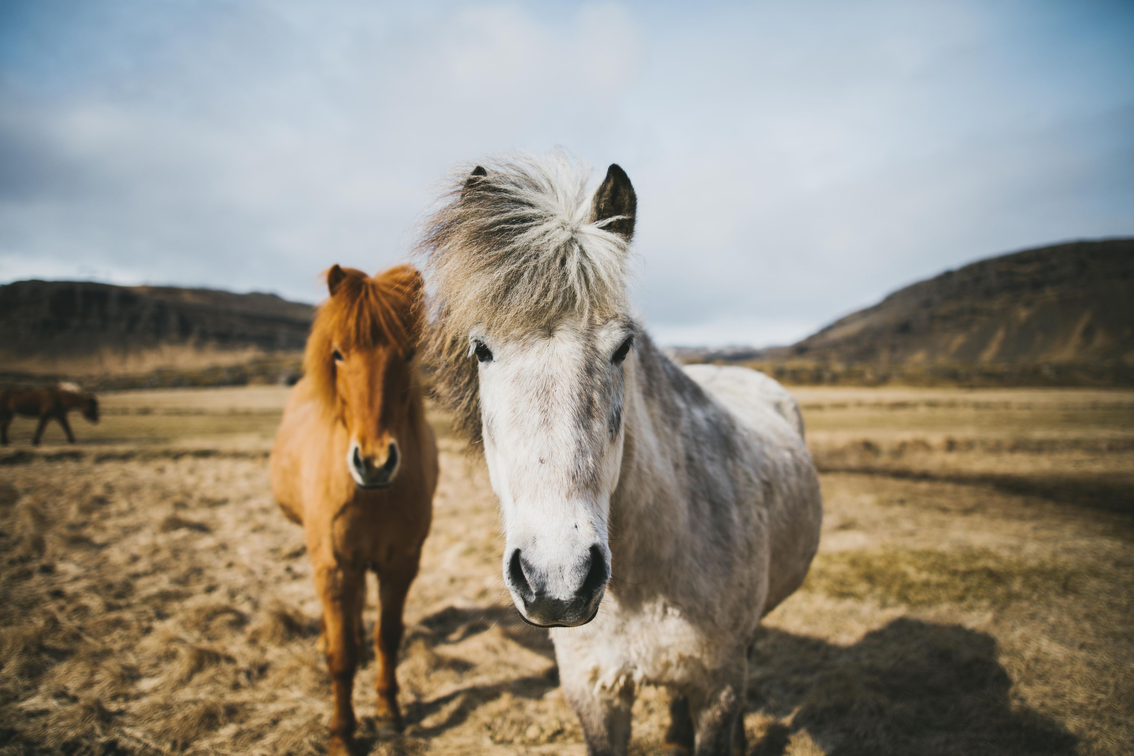 2 Icelandic horses in the field in summer 
