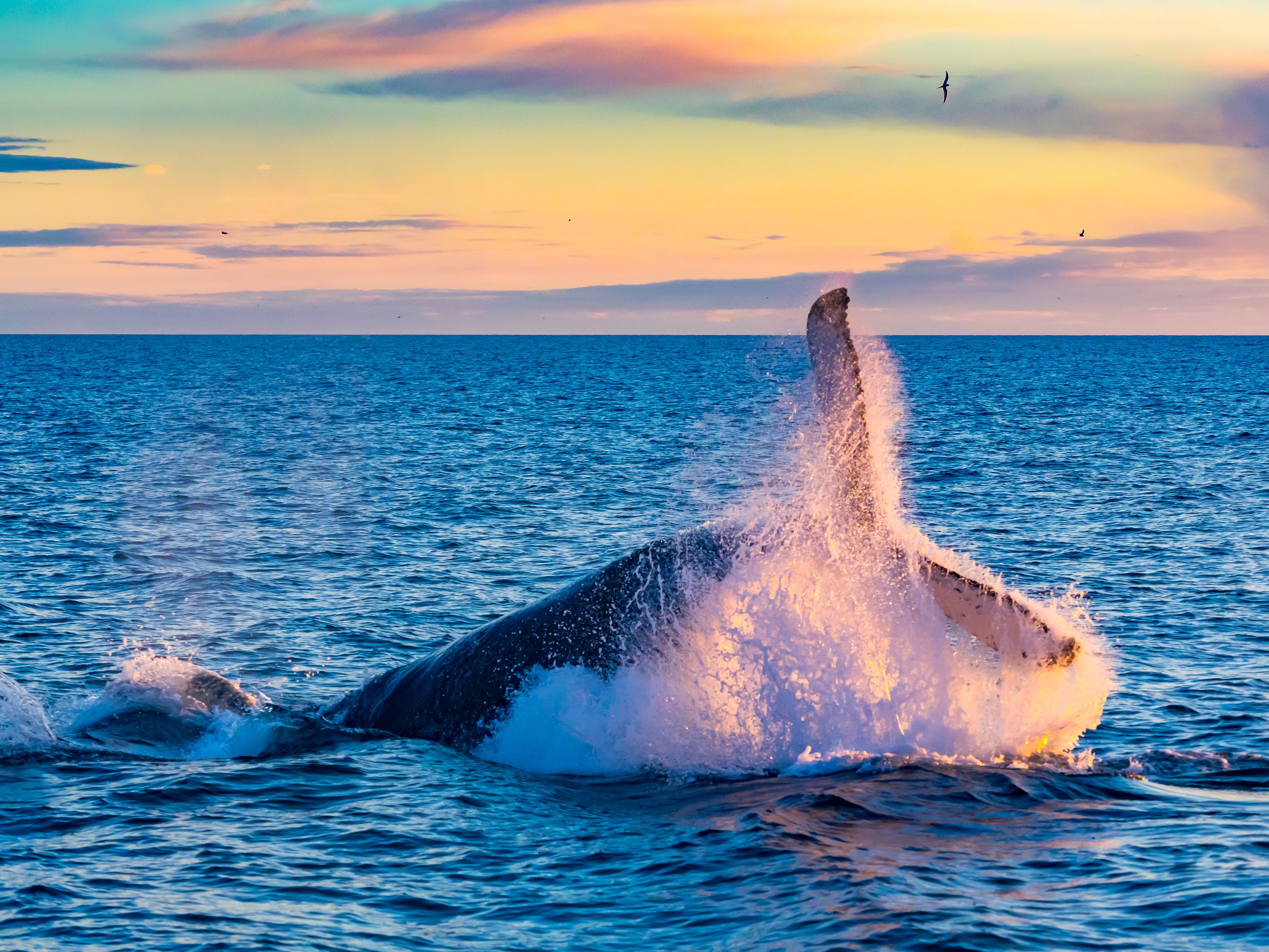 Humpback Whale jumping in Iceland