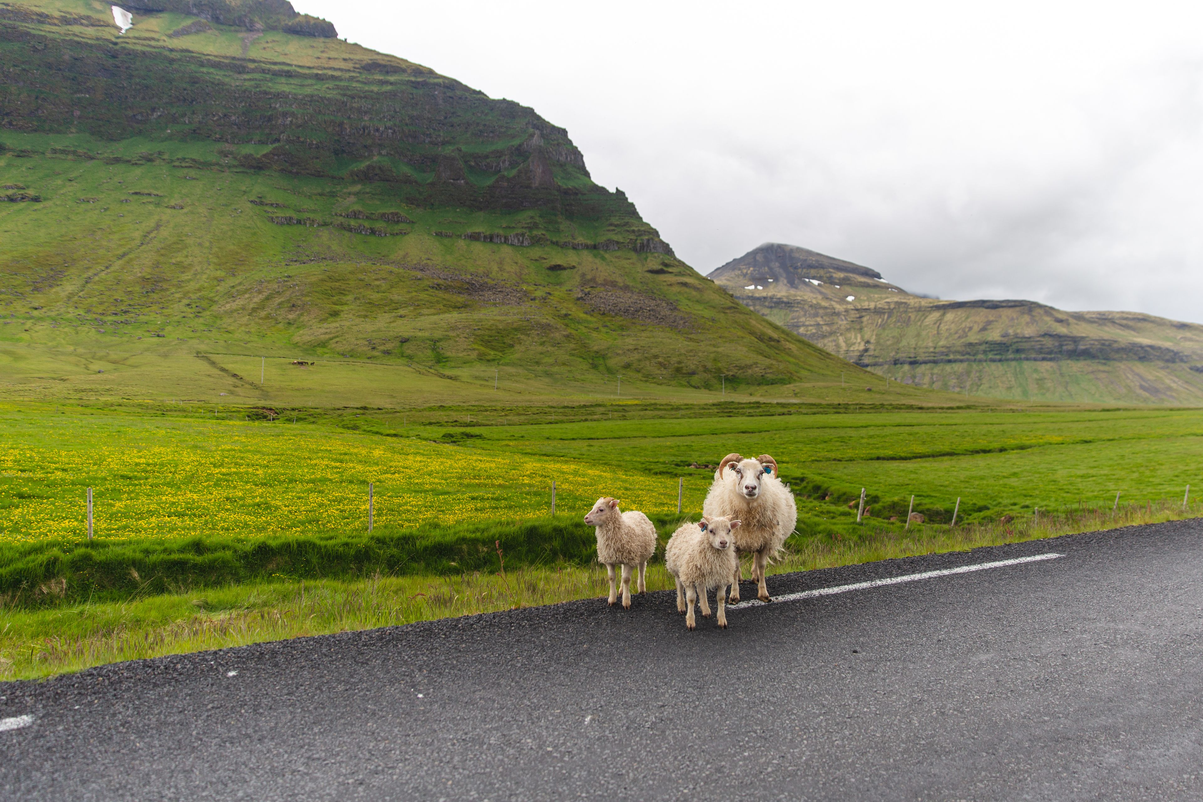 White sheep on a road in iceland