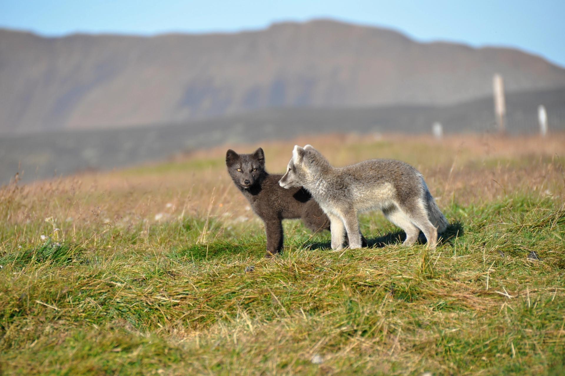 young puppy of arctic fox captured near dynjandi