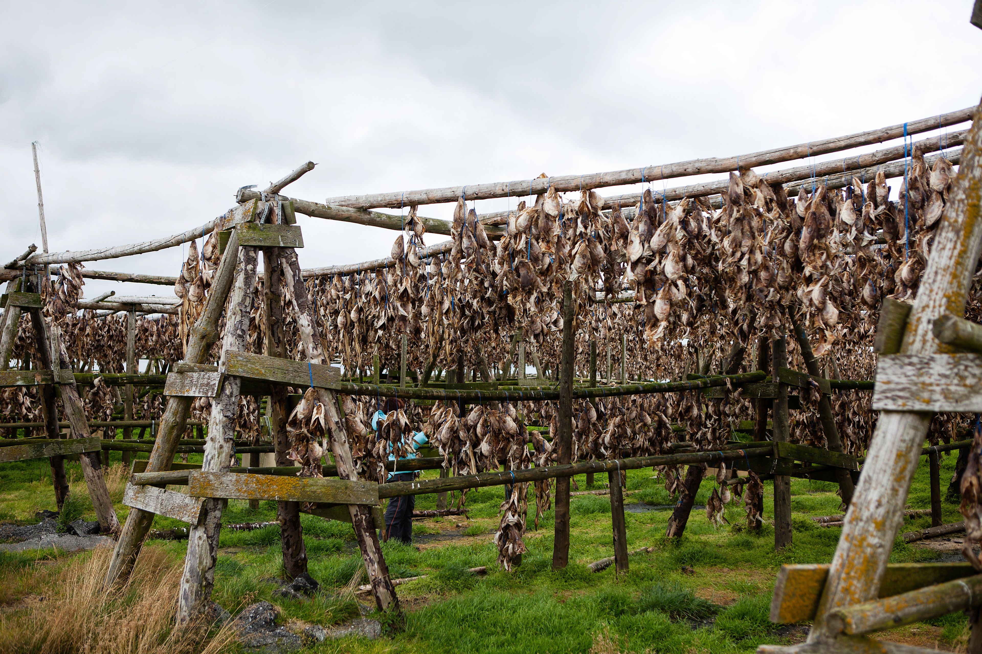 Hardfiskur drying up