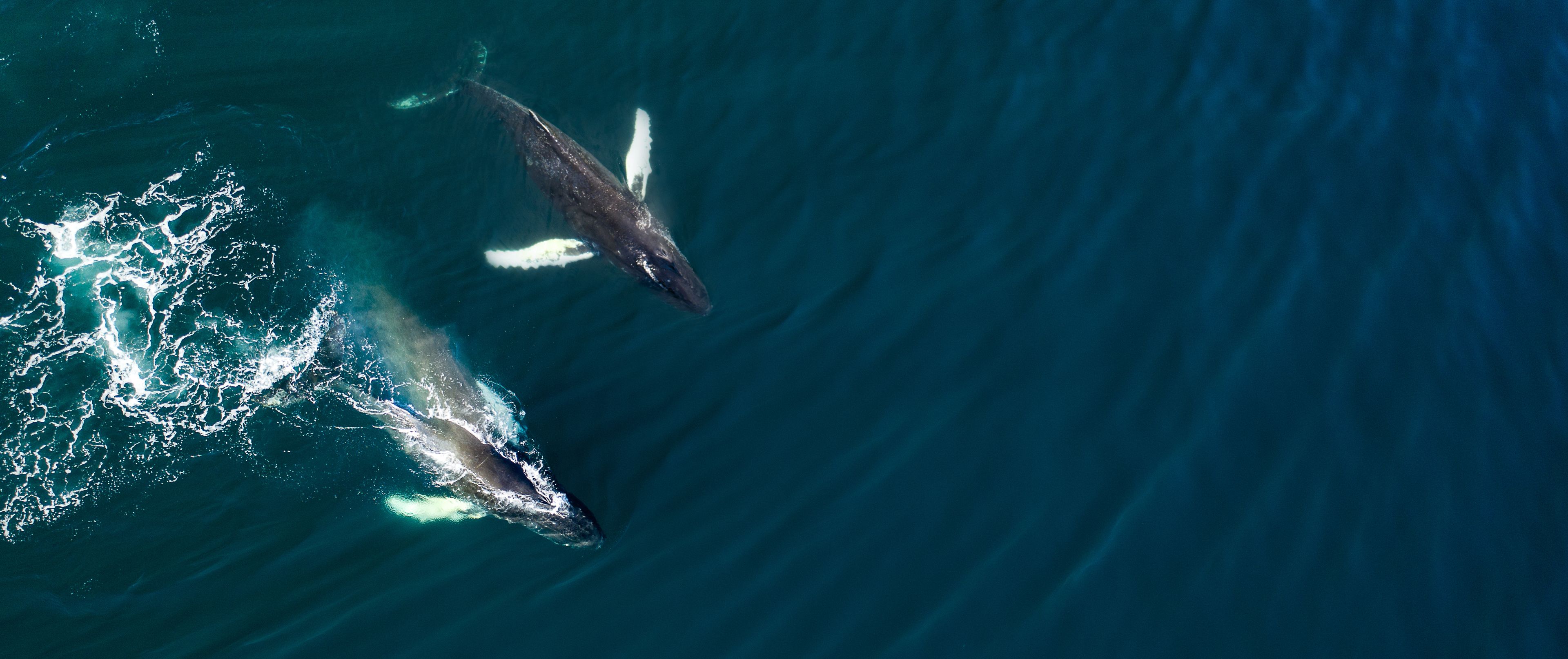 Aerial view of two humpack whales