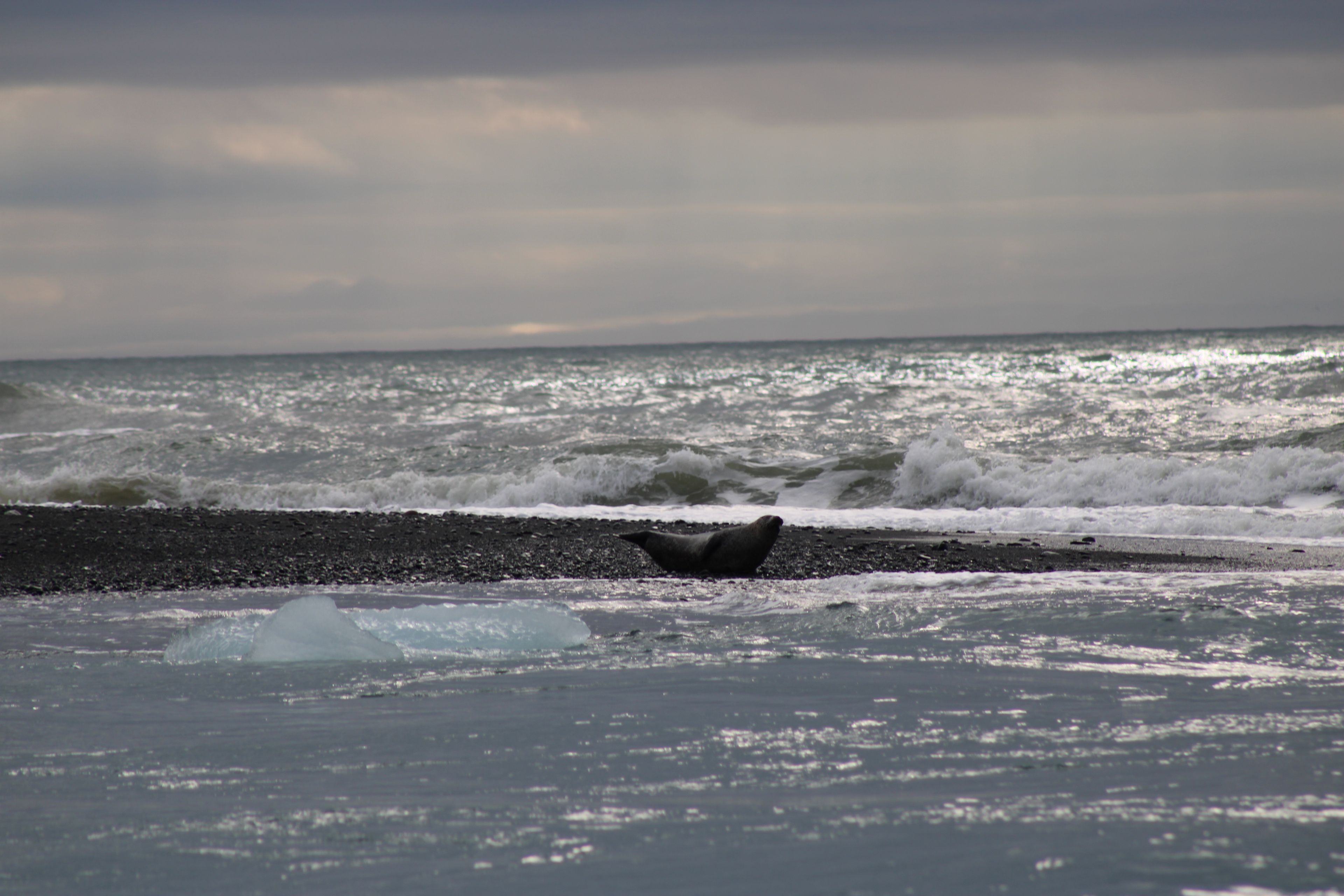 Foca en la Diamond Beach