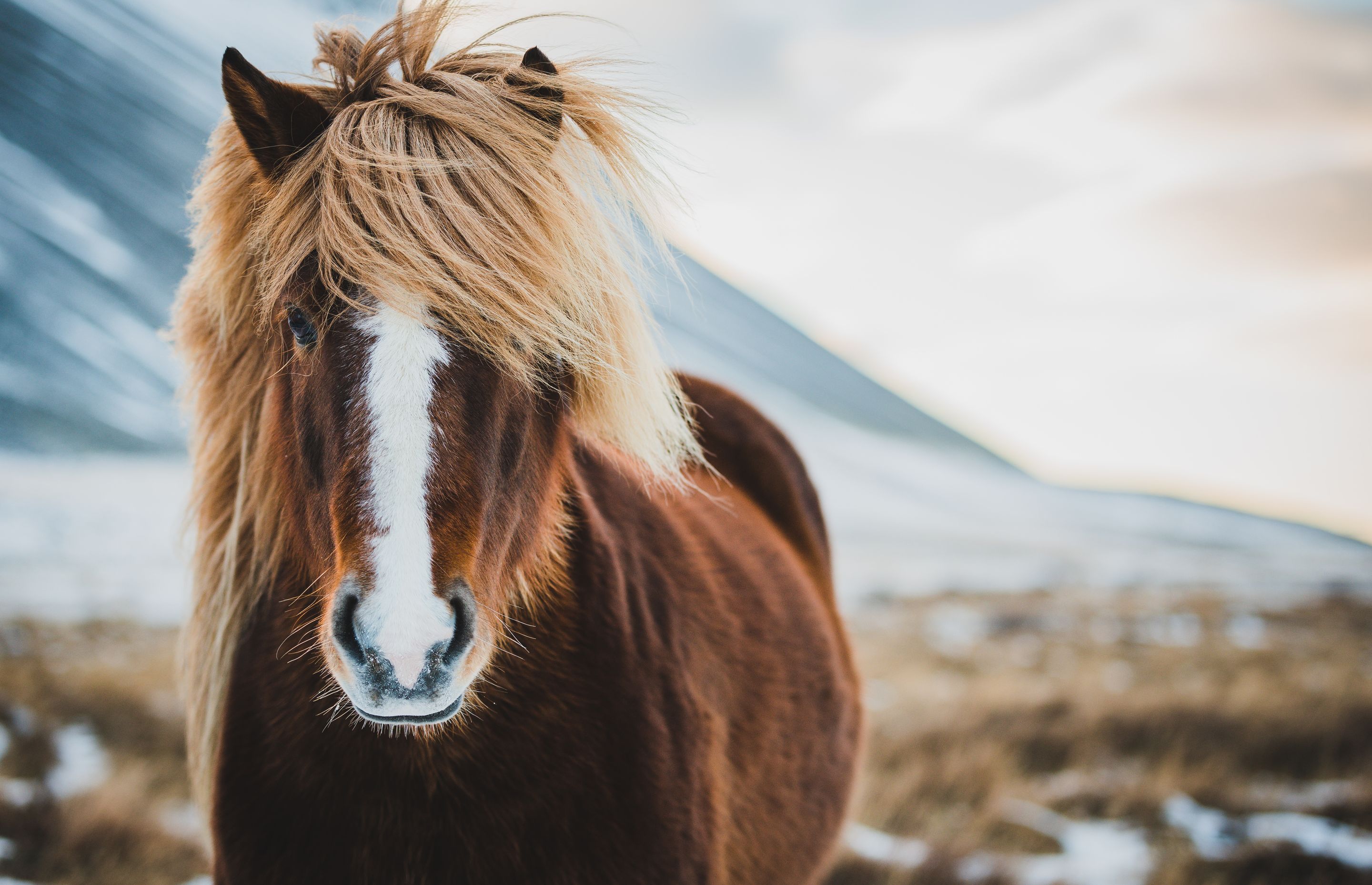 Icelandic wild horse